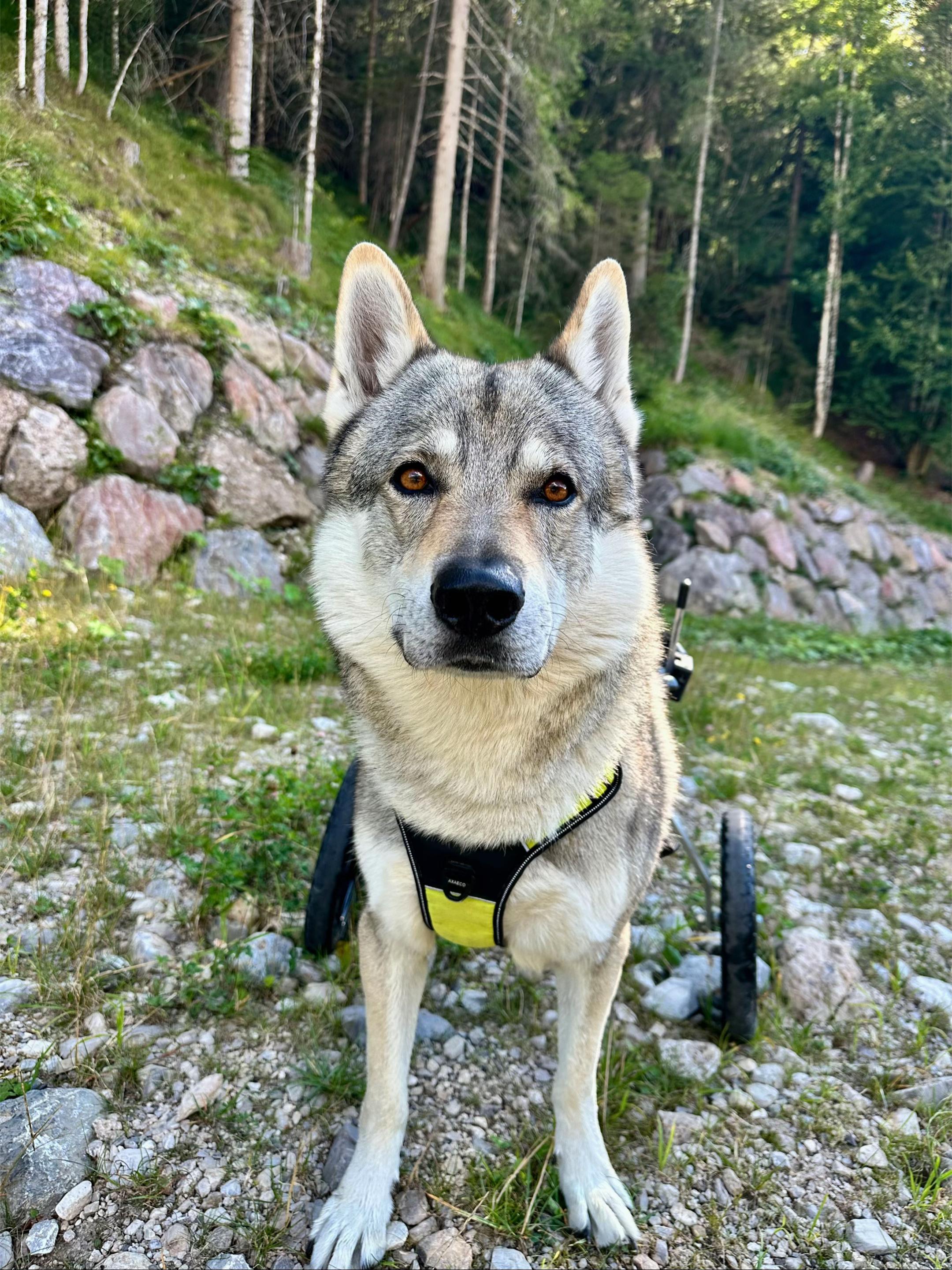 @WalkingWolf