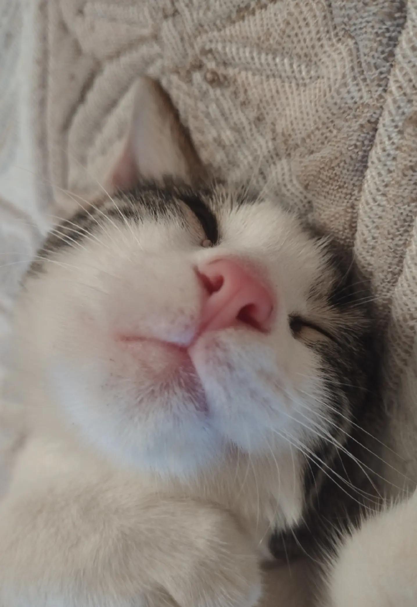 @🐾