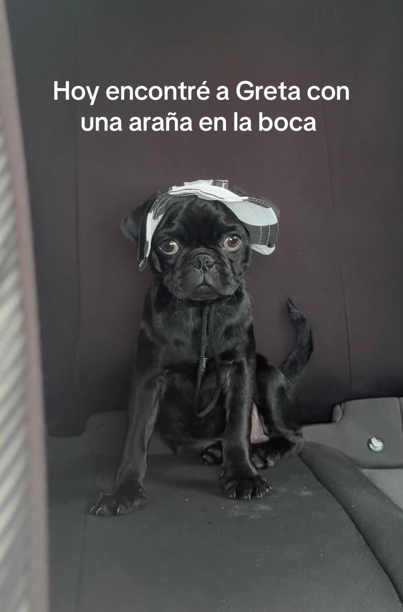@🐾Nala Y Greta🐾