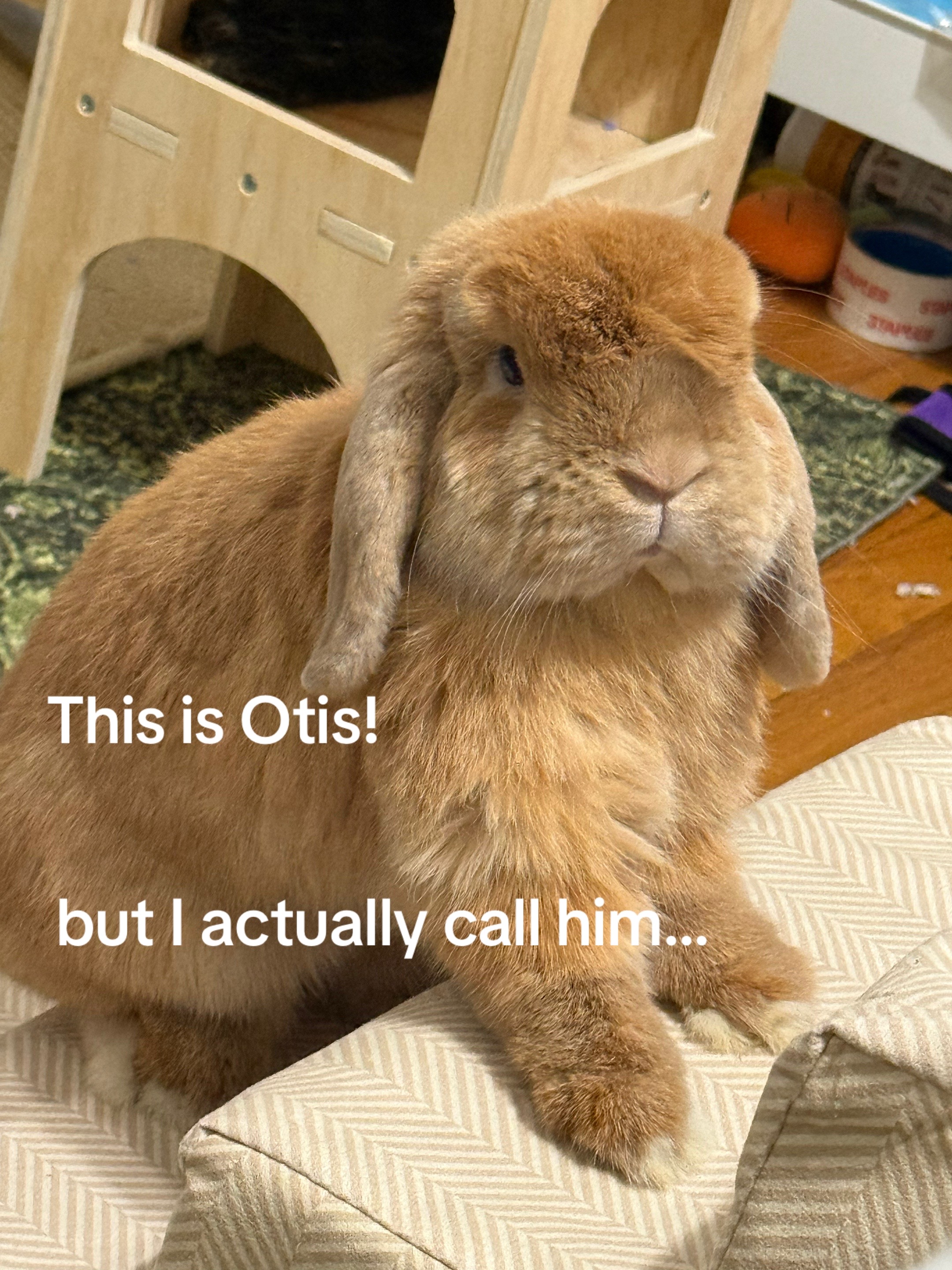 @Otis the Bunny