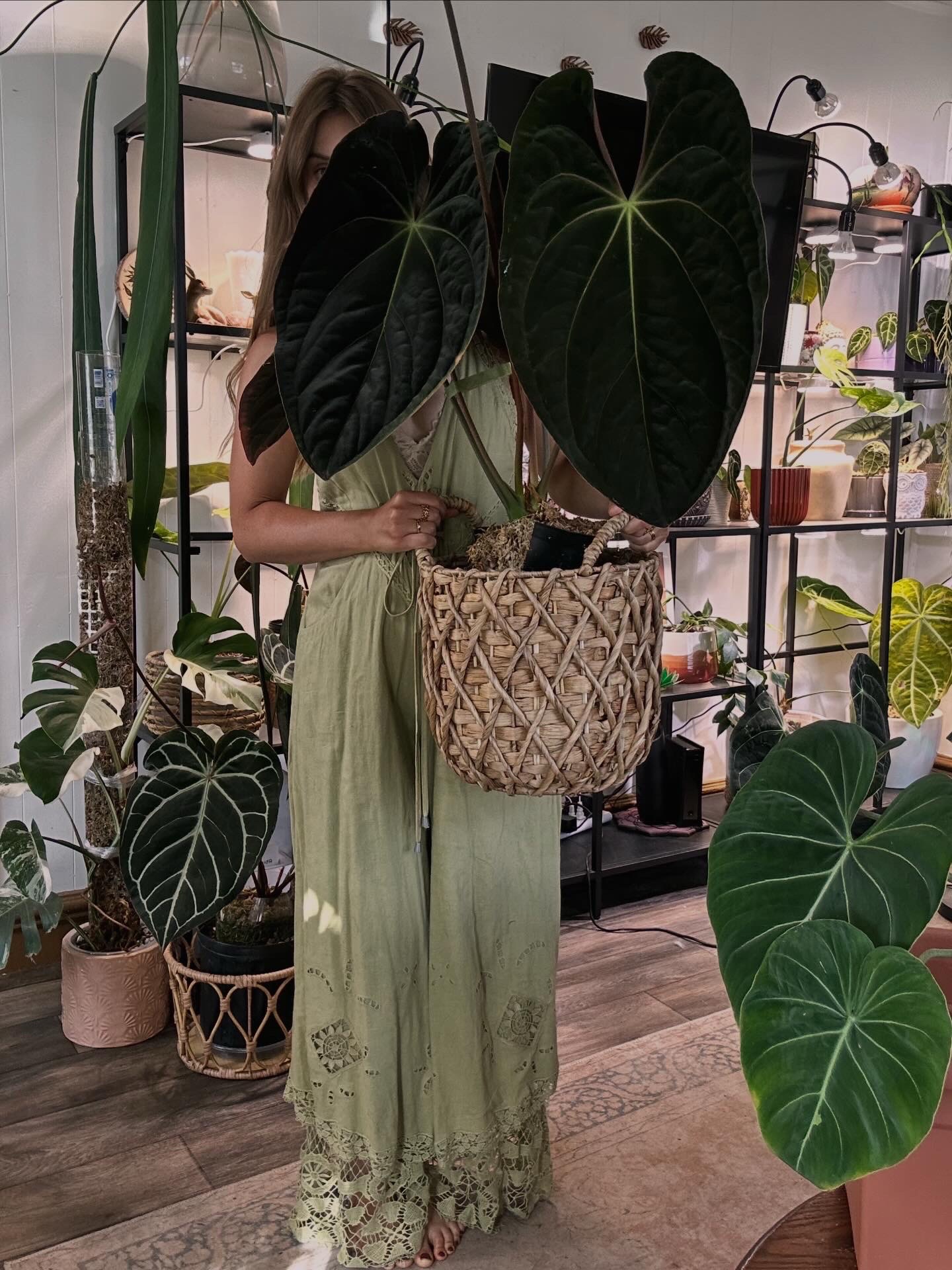 @theplantgirl_diaries