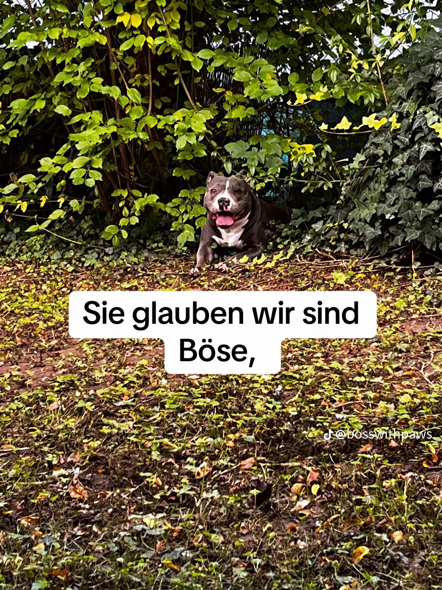@MeinHundIstKeinVerbrecher