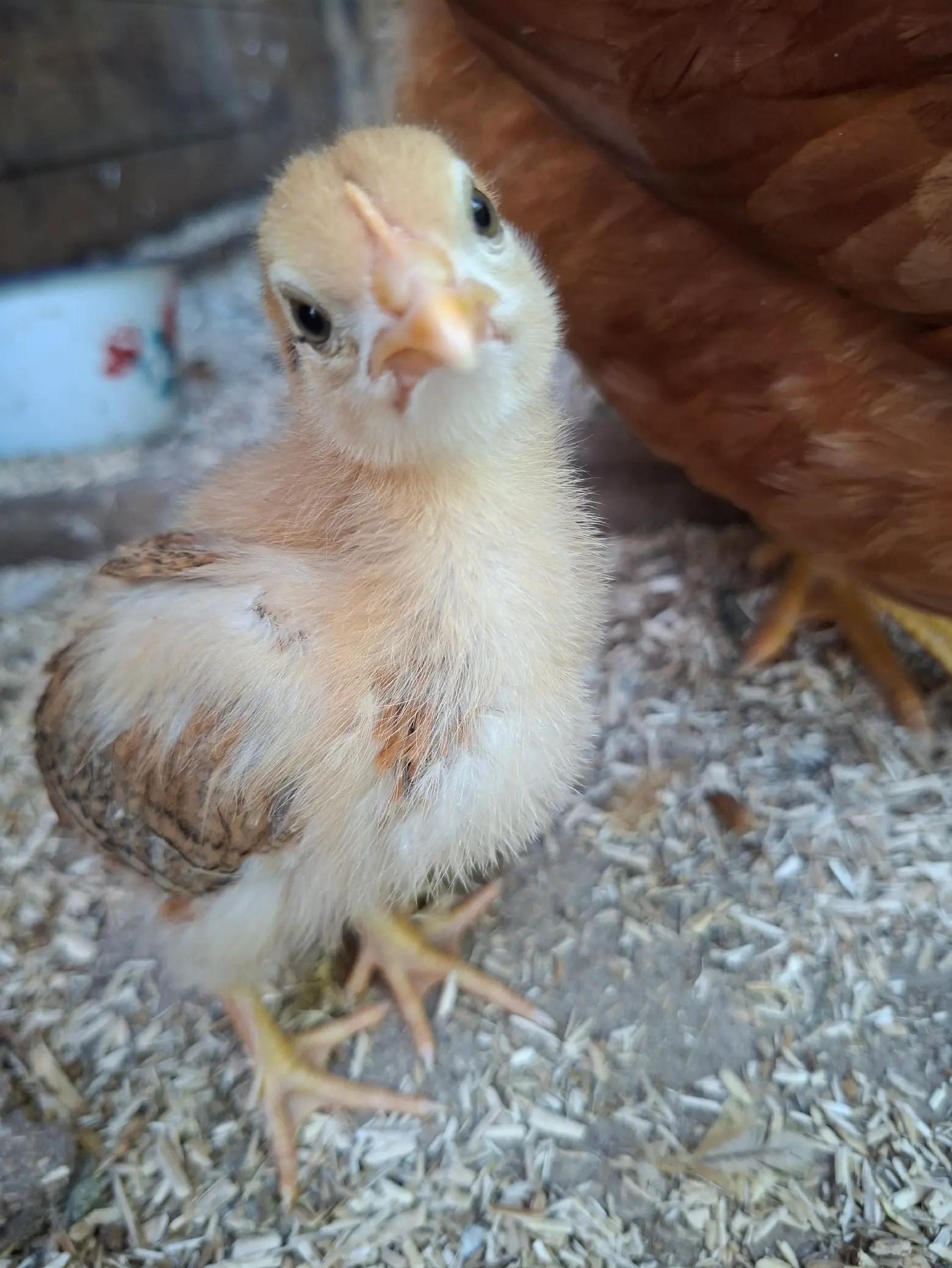 @Canary