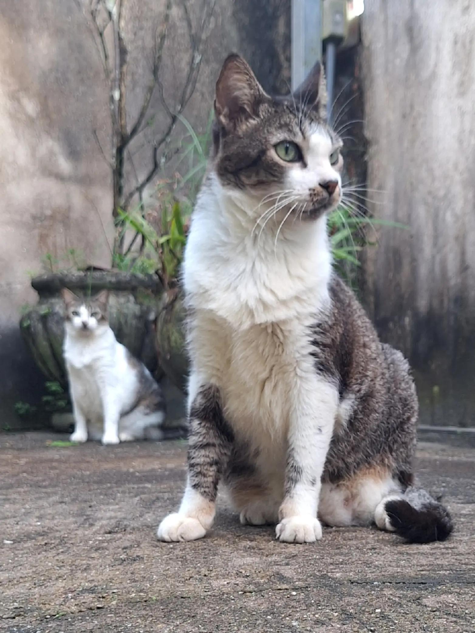 @casa dos gatos