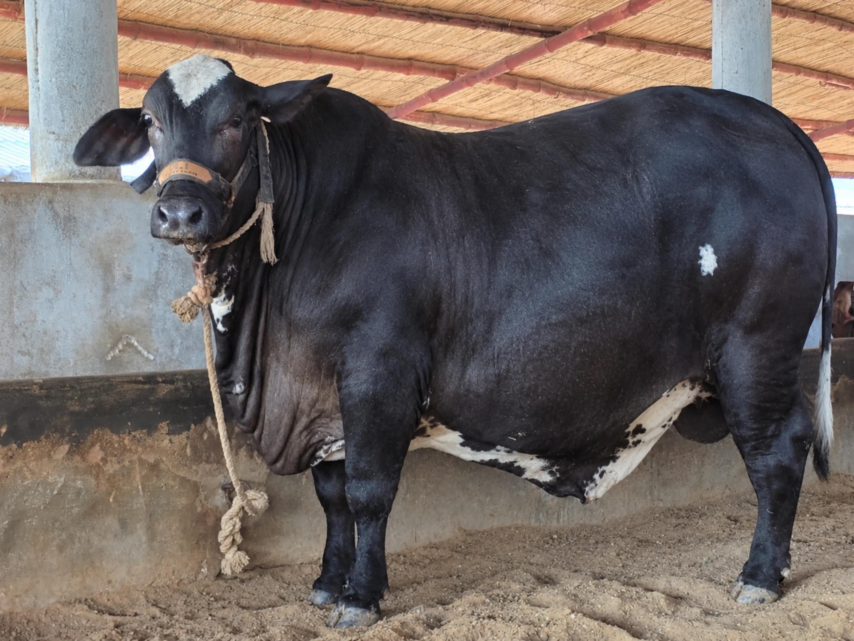 @MI Cattle Farm