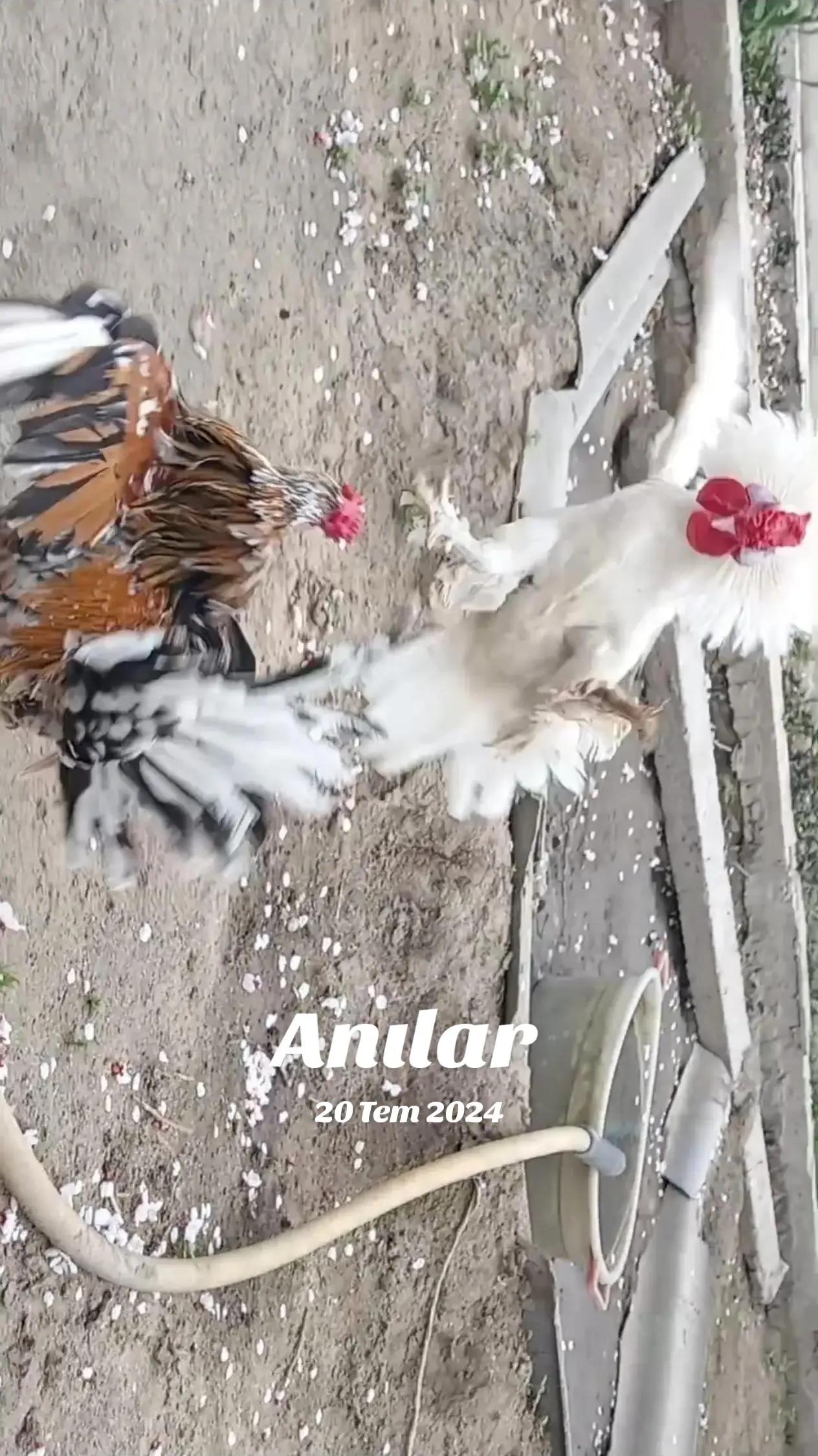@MAŞTAĞA_QUŞCULUĞ
