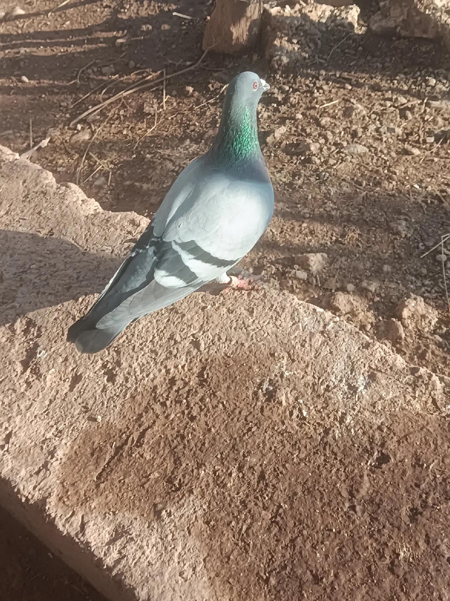 @YARIŞ POSTASI