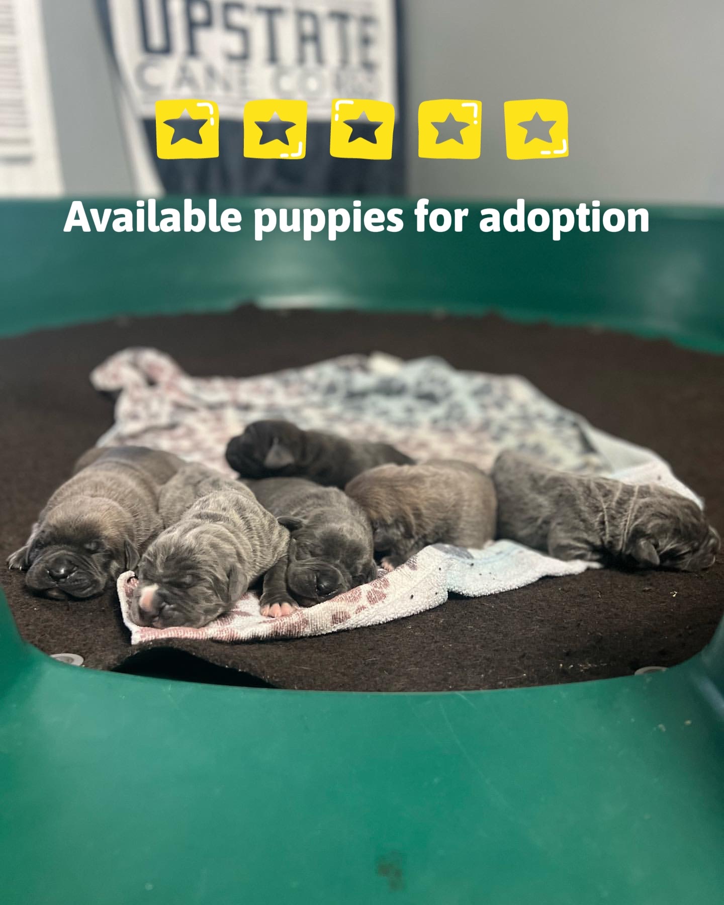 @CaneCorso