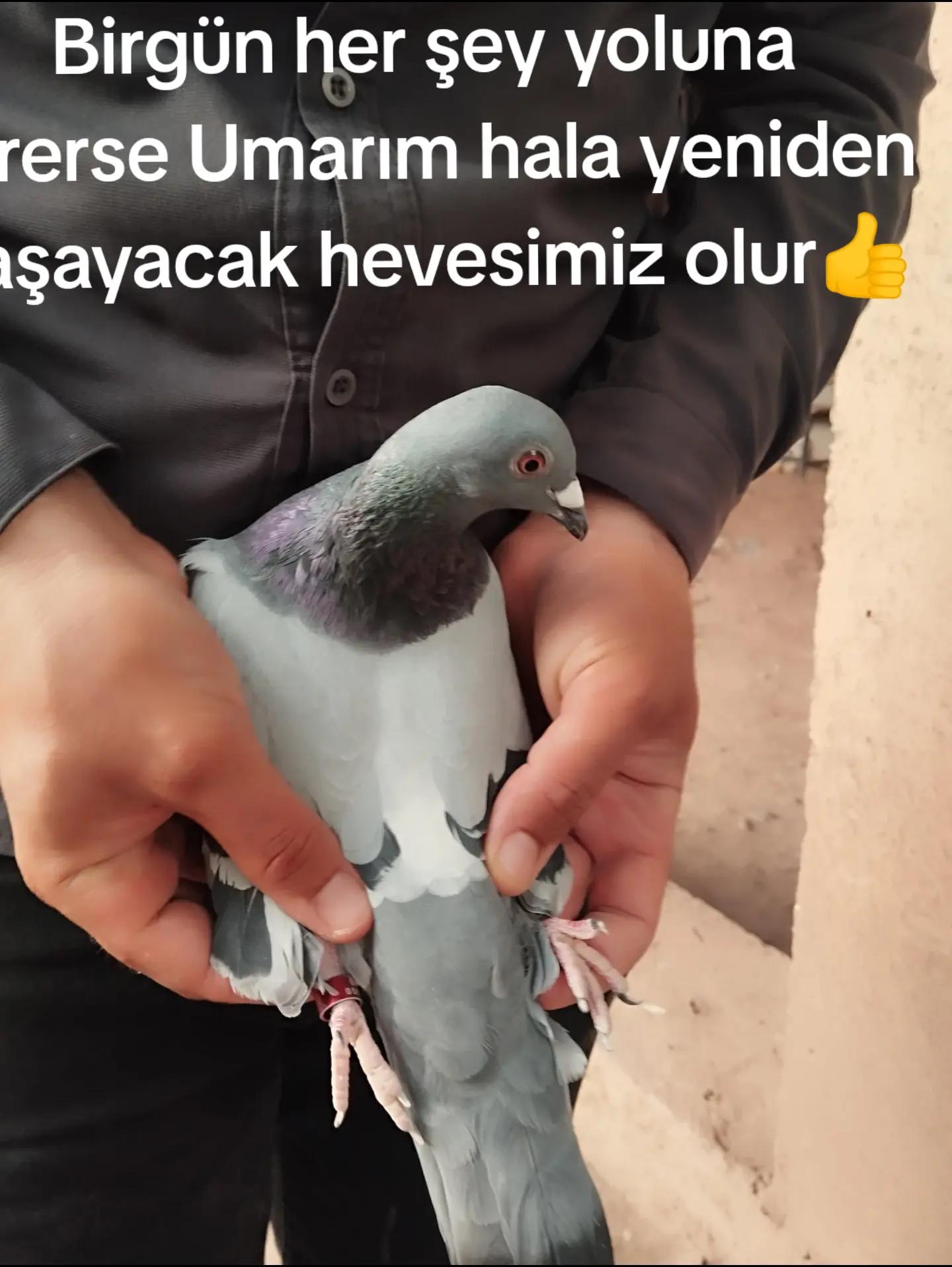 @YARIŞ POSTASI