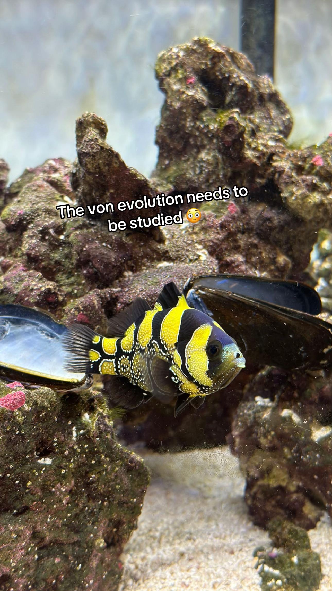 @ReefSync