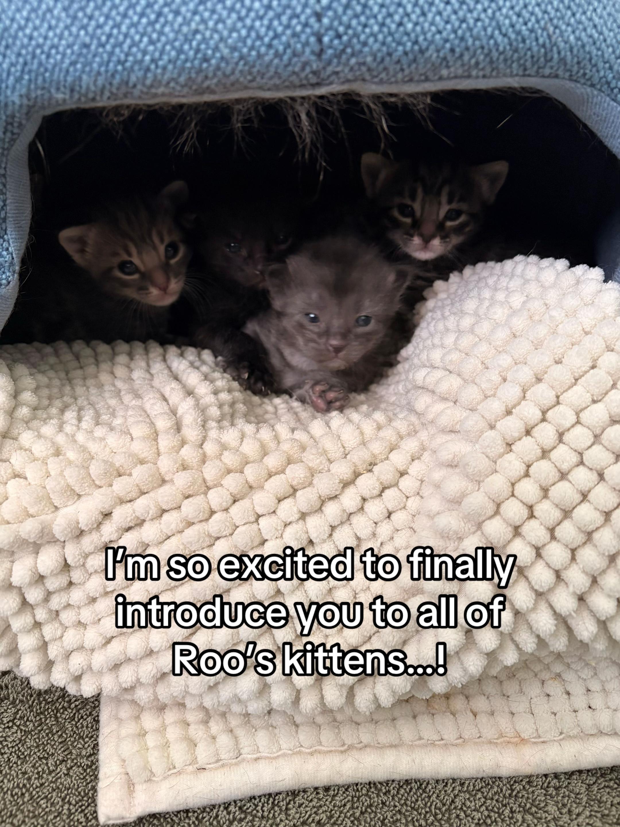 @poppytherescuecat_