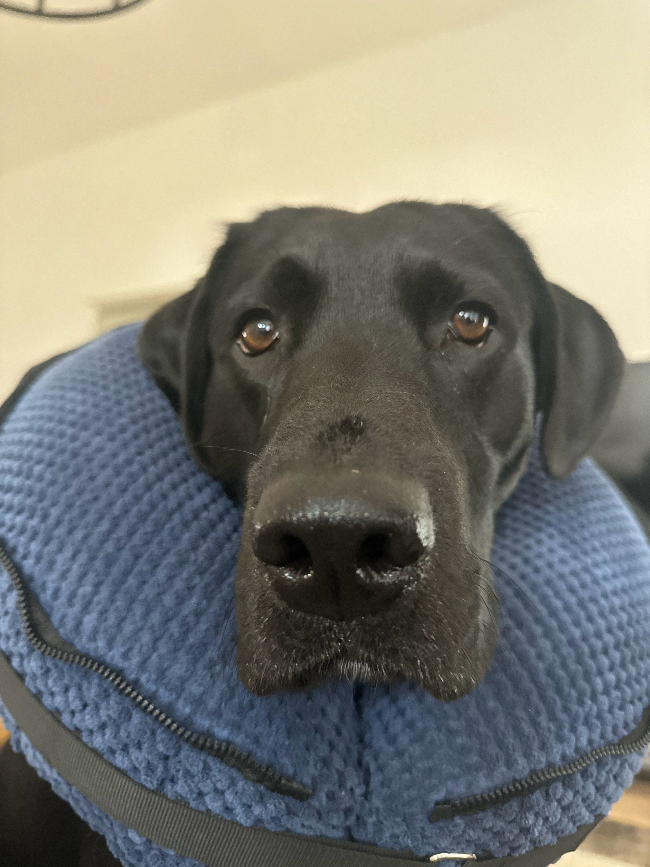 @ghostblacklab