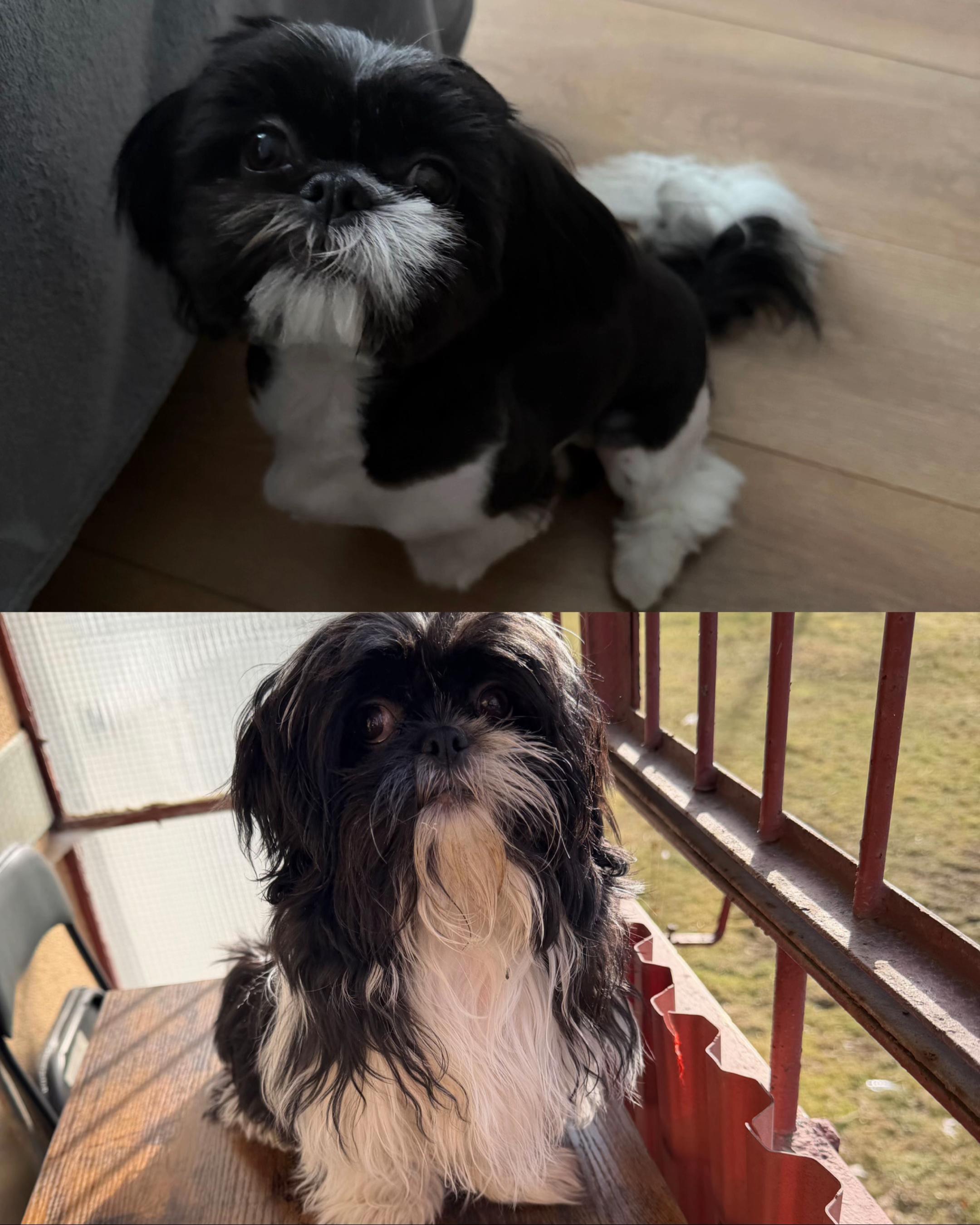 @Cleo shih-tzu