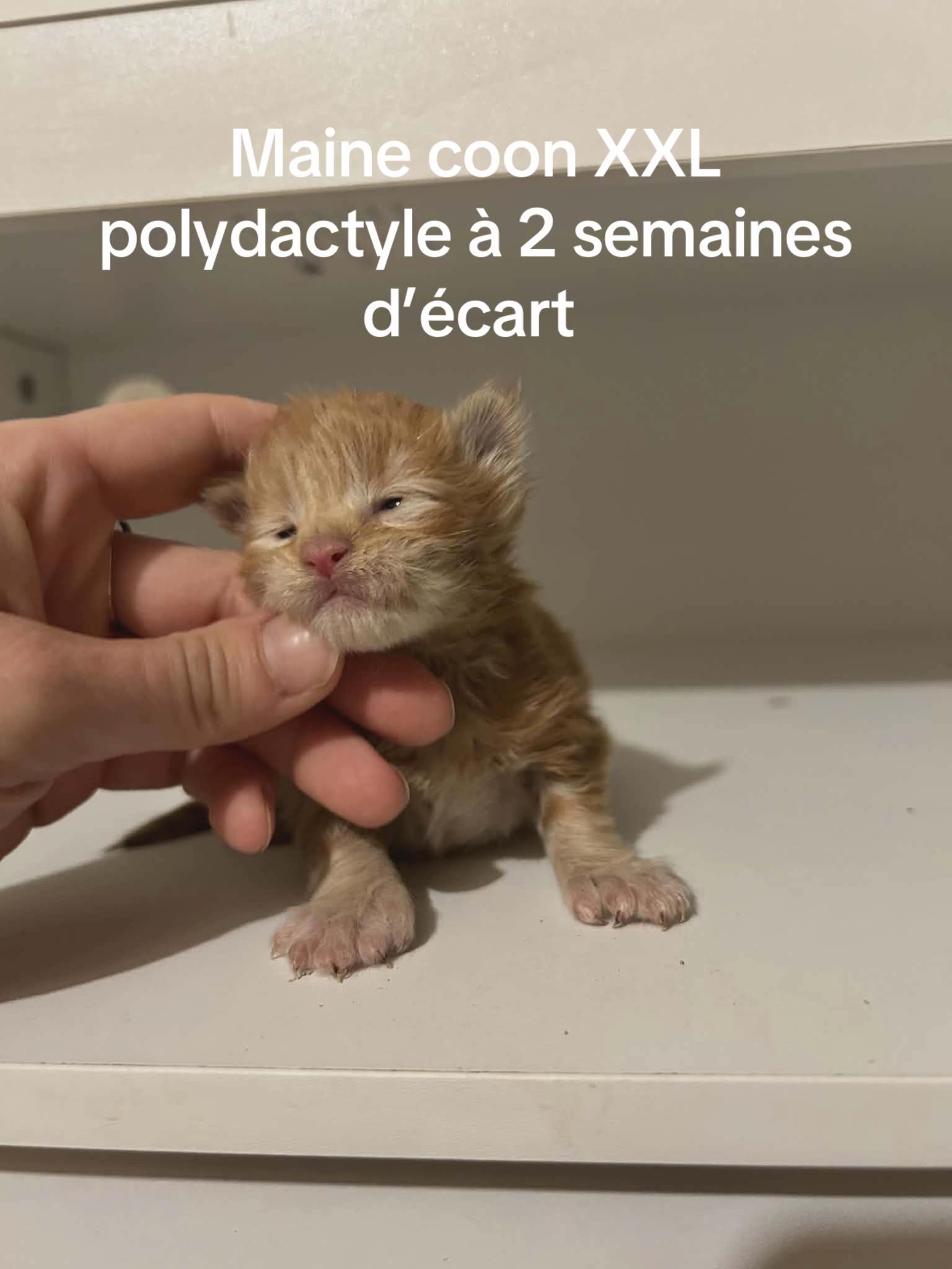 @belionmaincoon