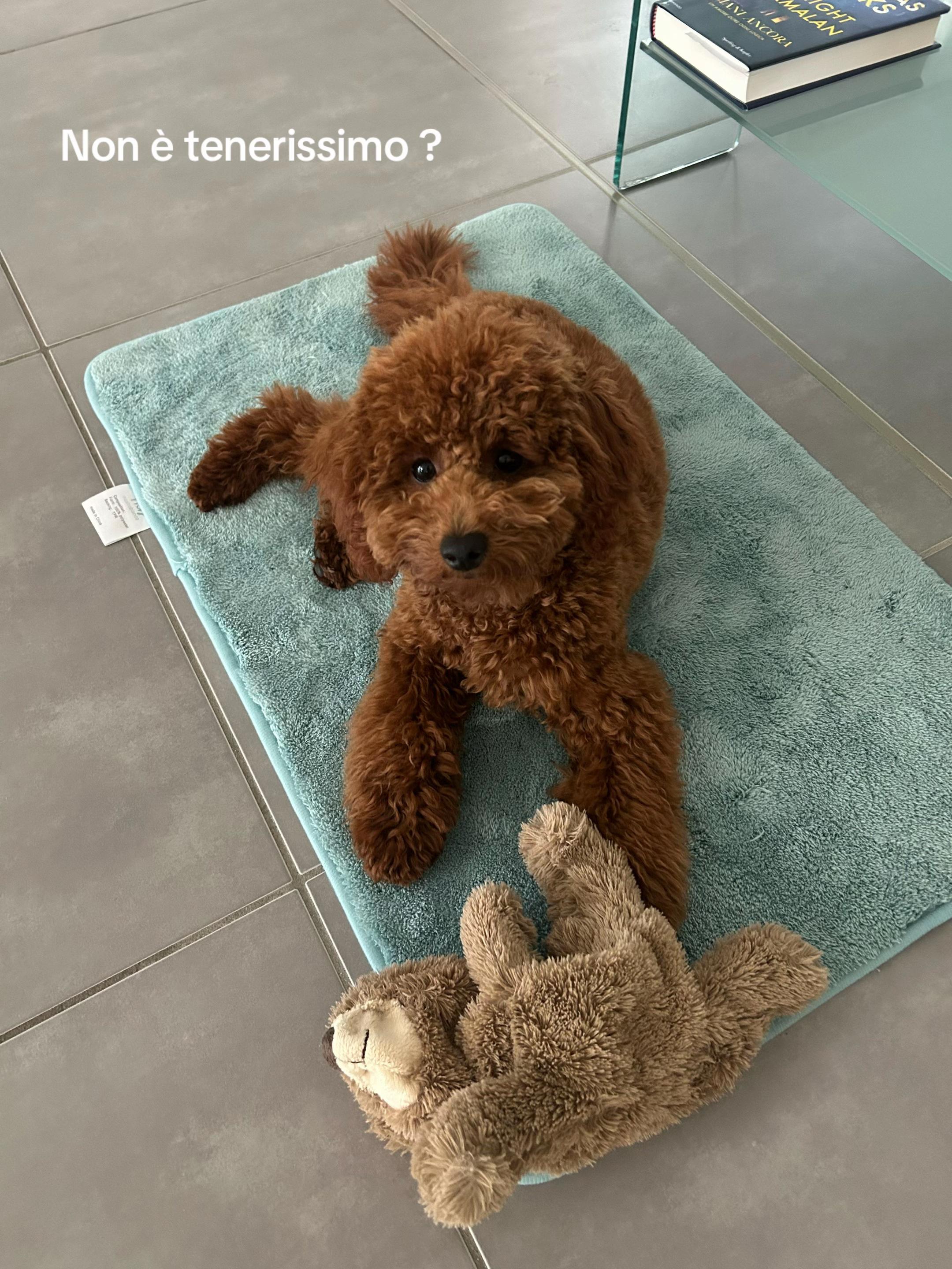 @Chiara e Rey 🐶🤎
