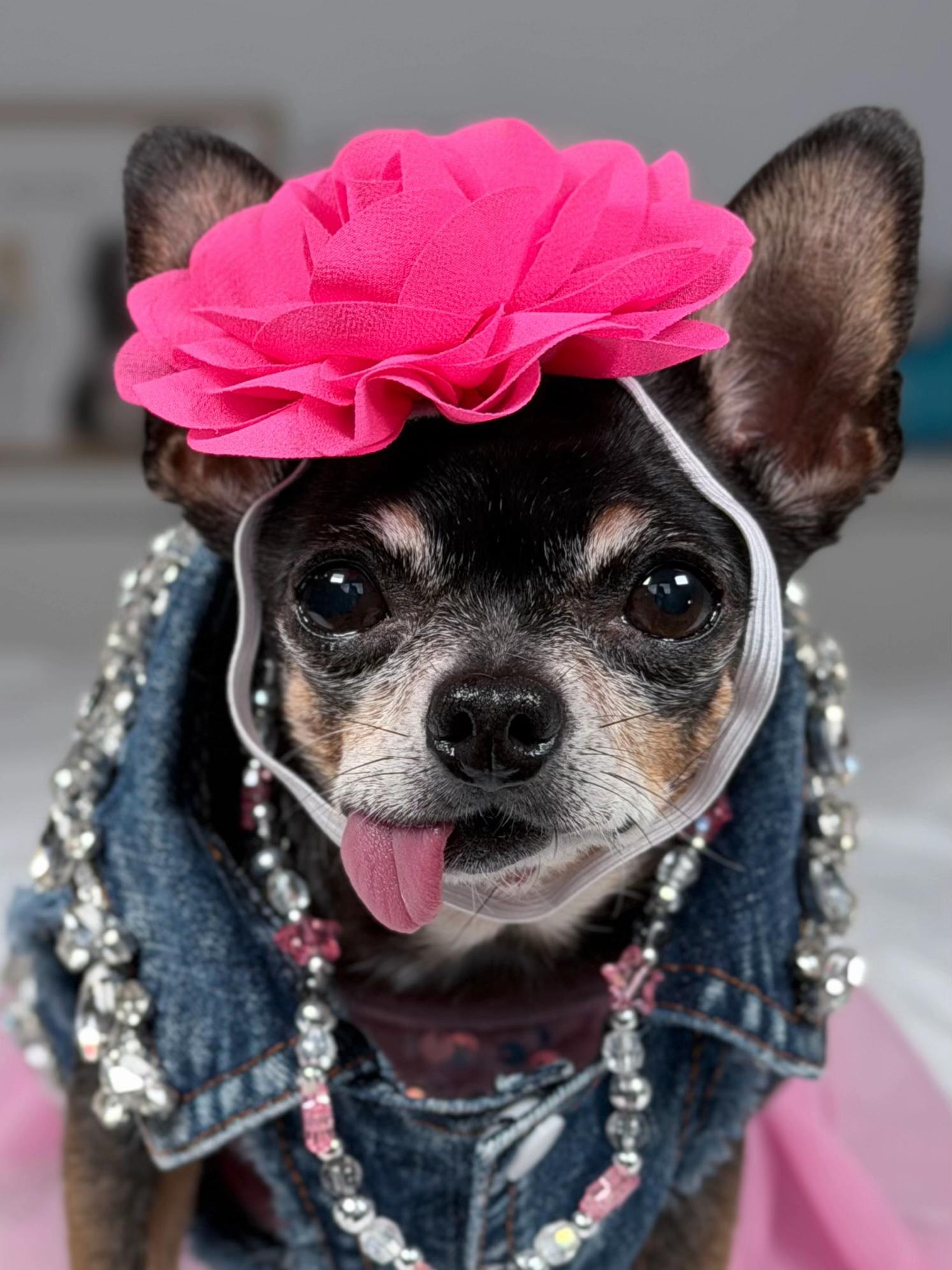 @Tiny Chihuahua Cedric & Maya