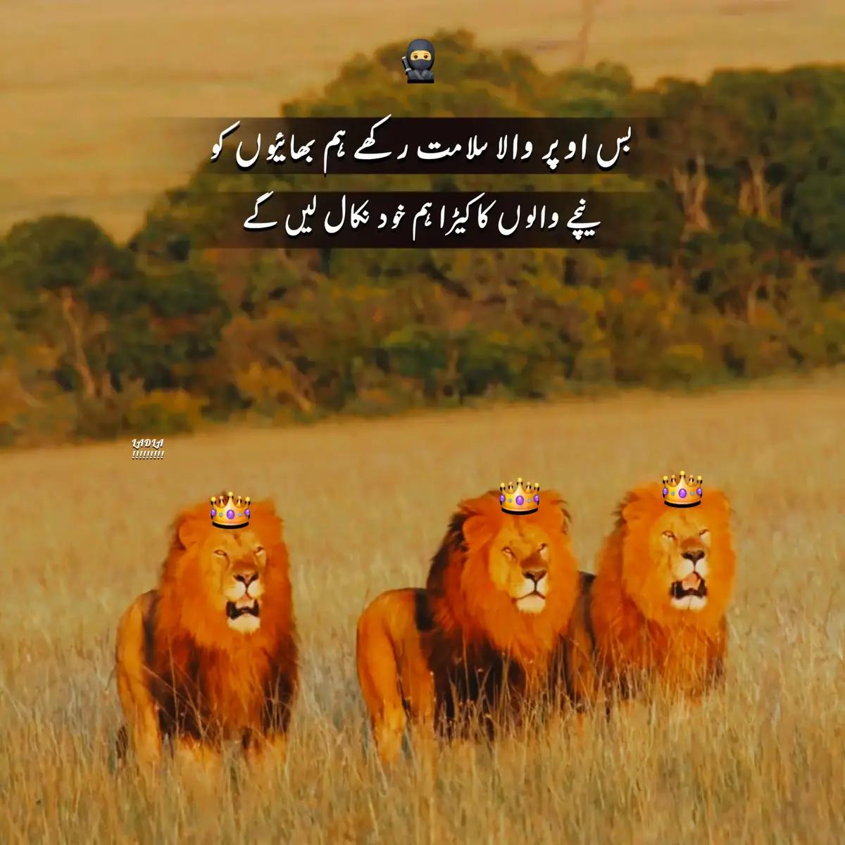 @⚛ نواب شأۂ ❇