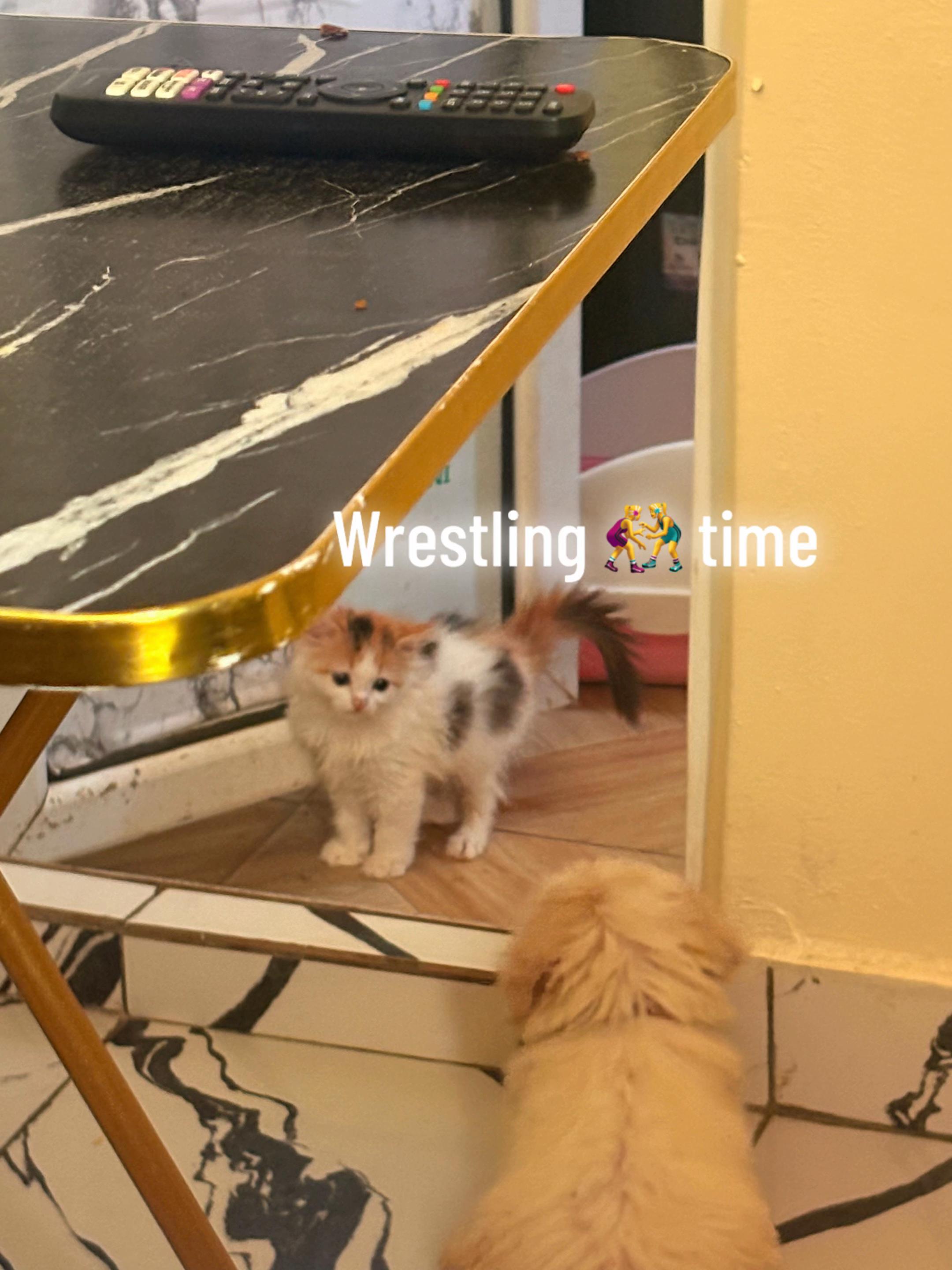 @🐱Deraspets🐶