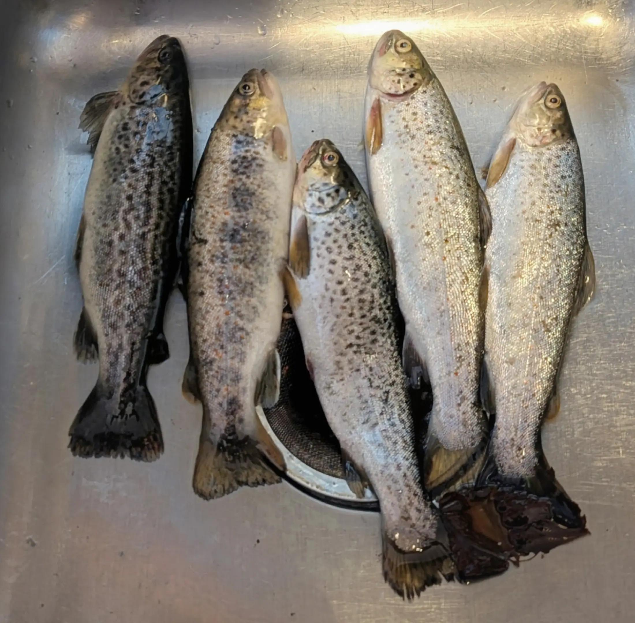 @Fishing with Metal