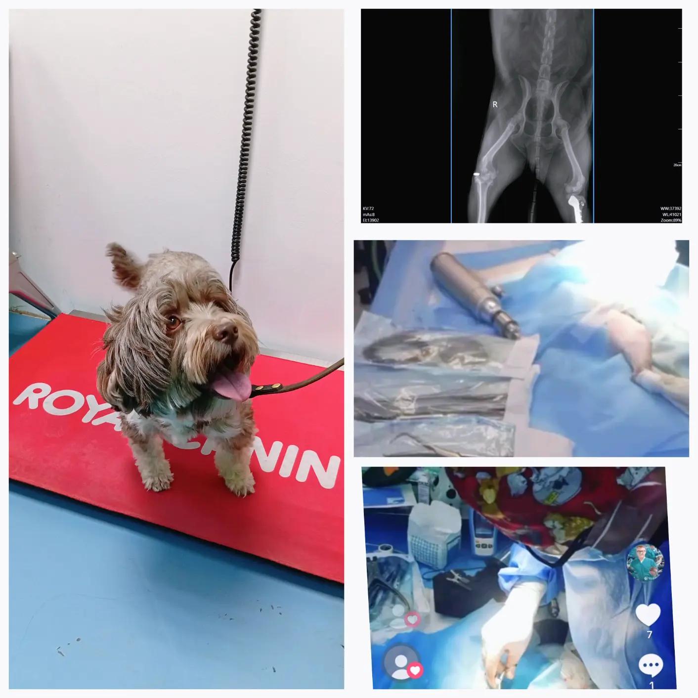 @VillagevVet LLC
