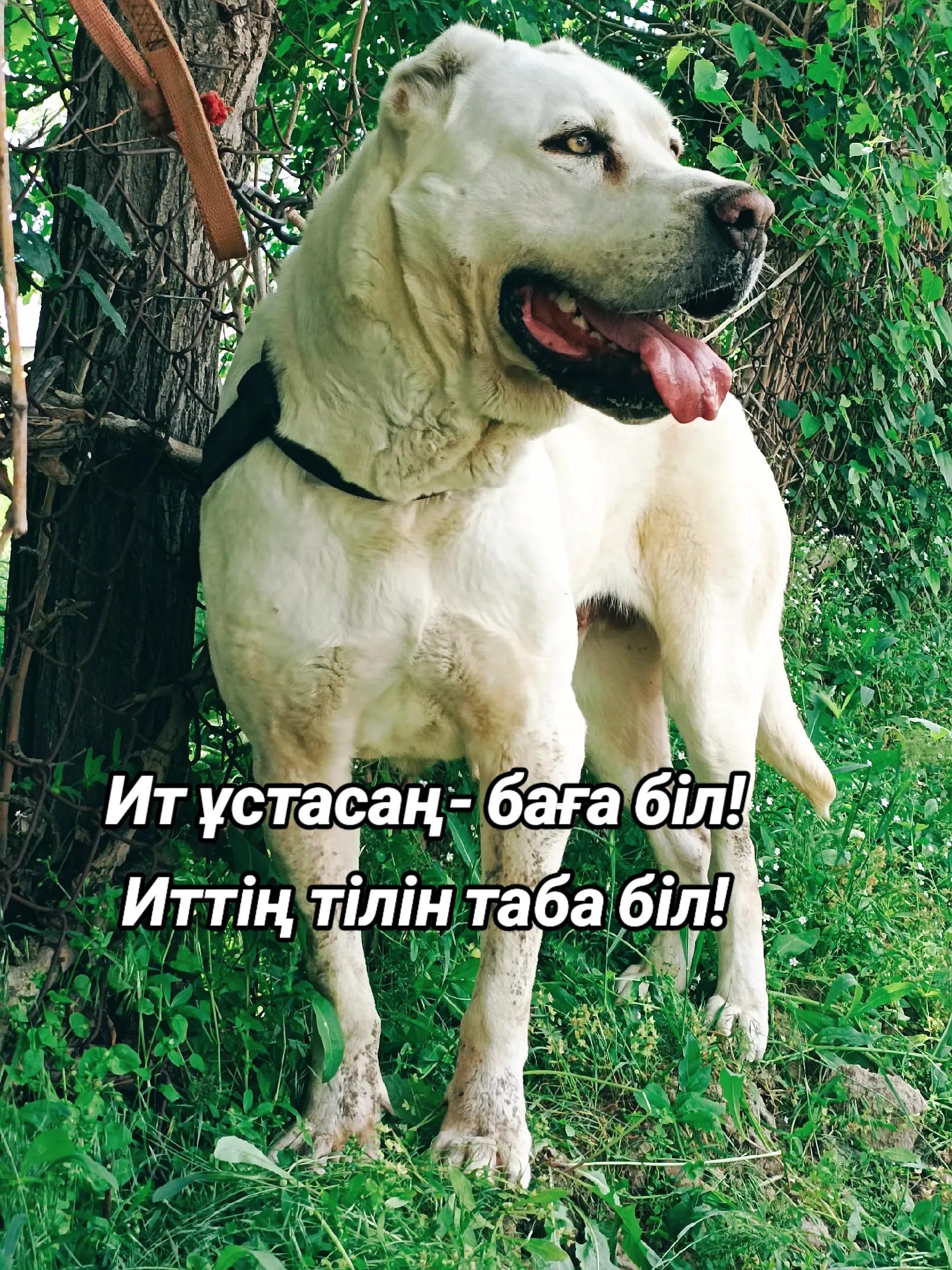 @🇰🇿✊𝔸𝕗𝕚𝕟𝕒 ✊🇰🇿