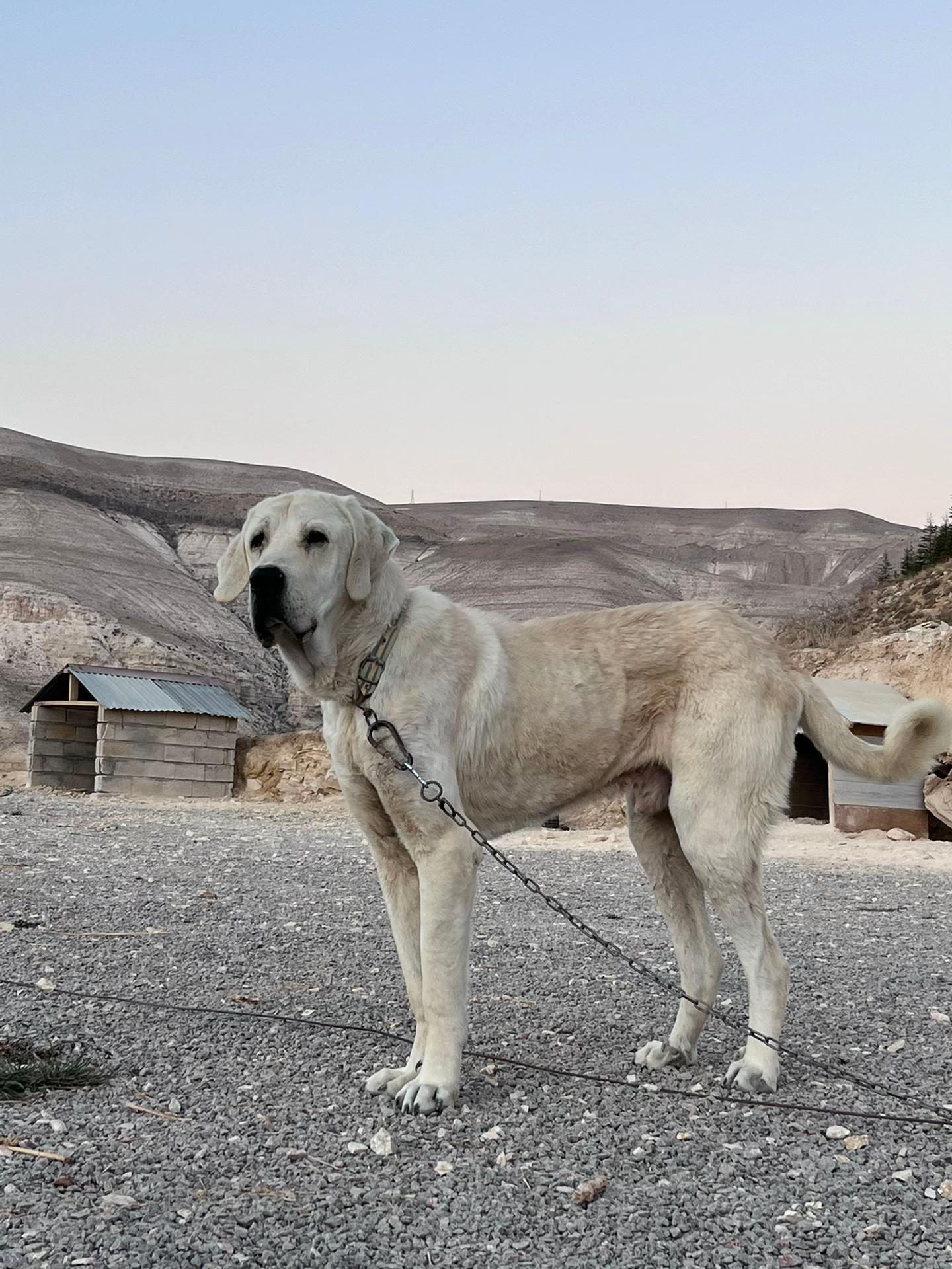 @Gürün.kennels58