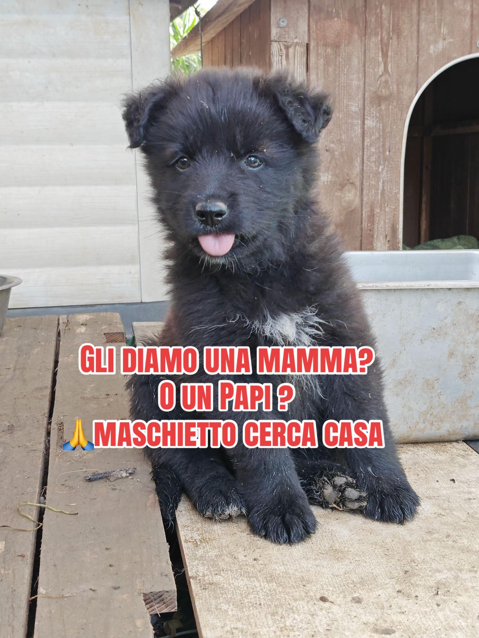 @I randagi di nessuno