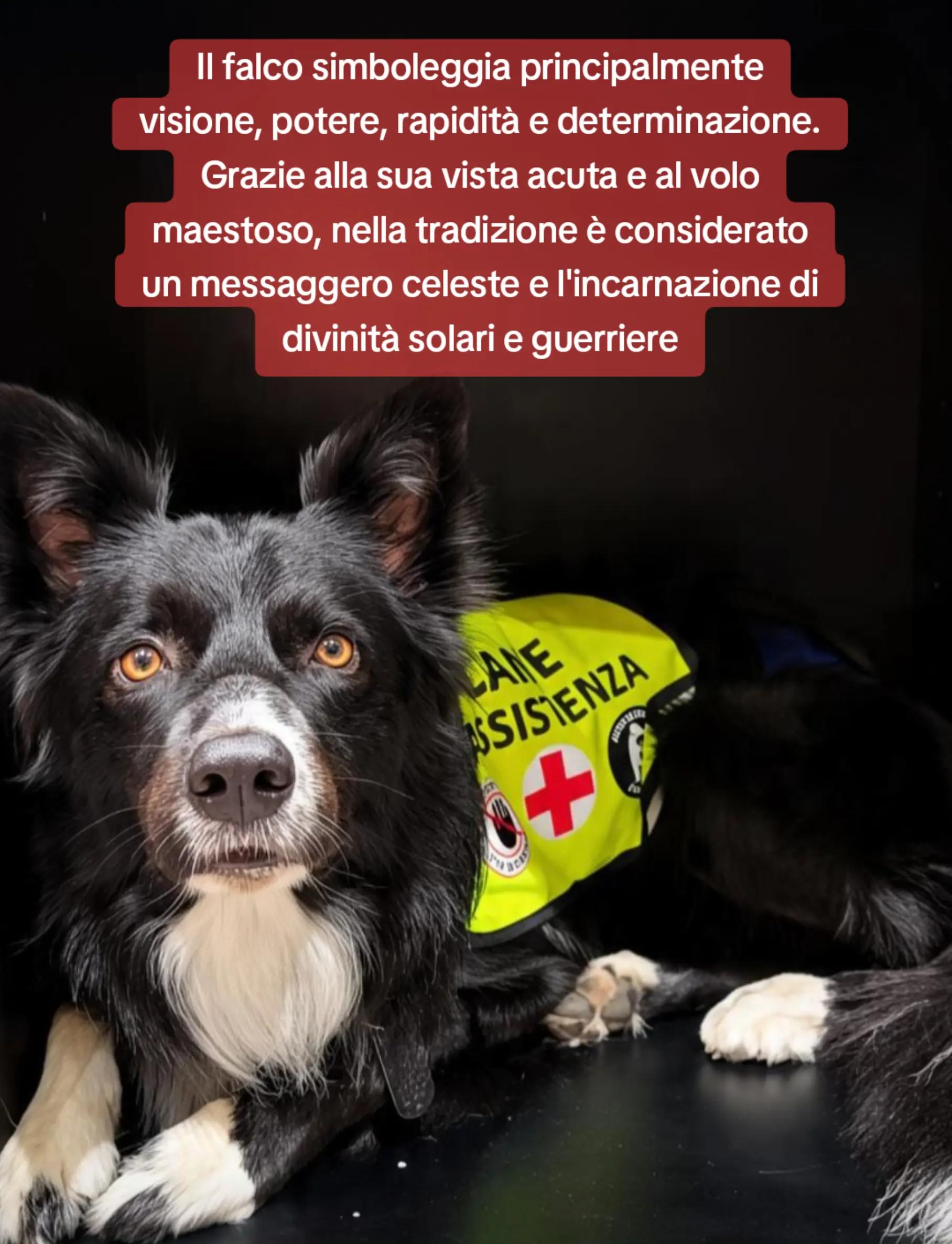 @Service dog Falco 🐾🦅🌈