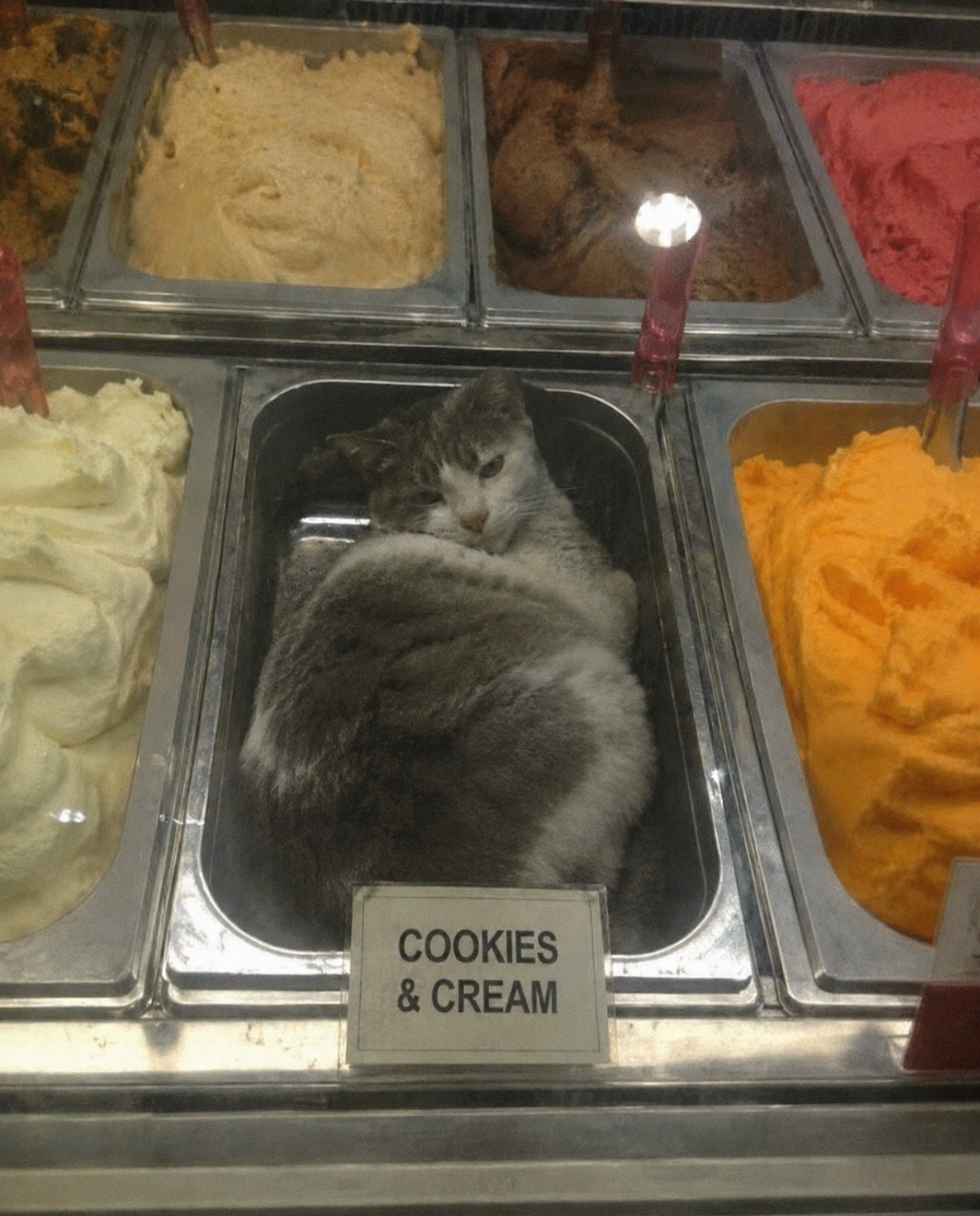 @cat memes