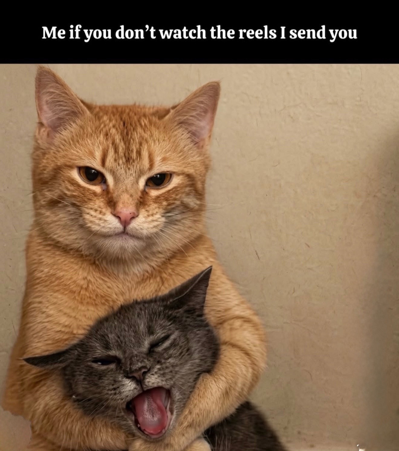 @Funny memes