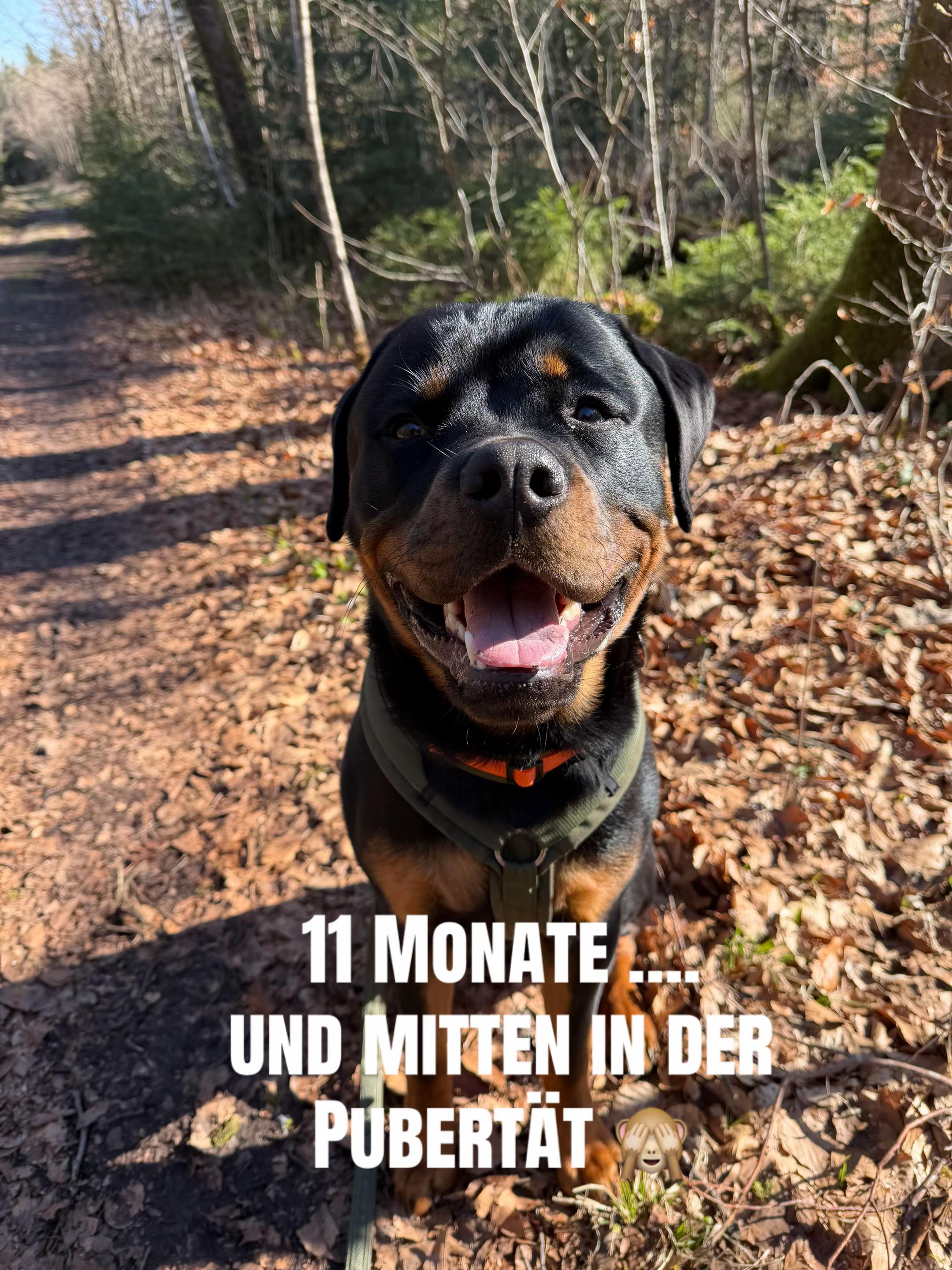 @JAGGER - the German Rottweiler