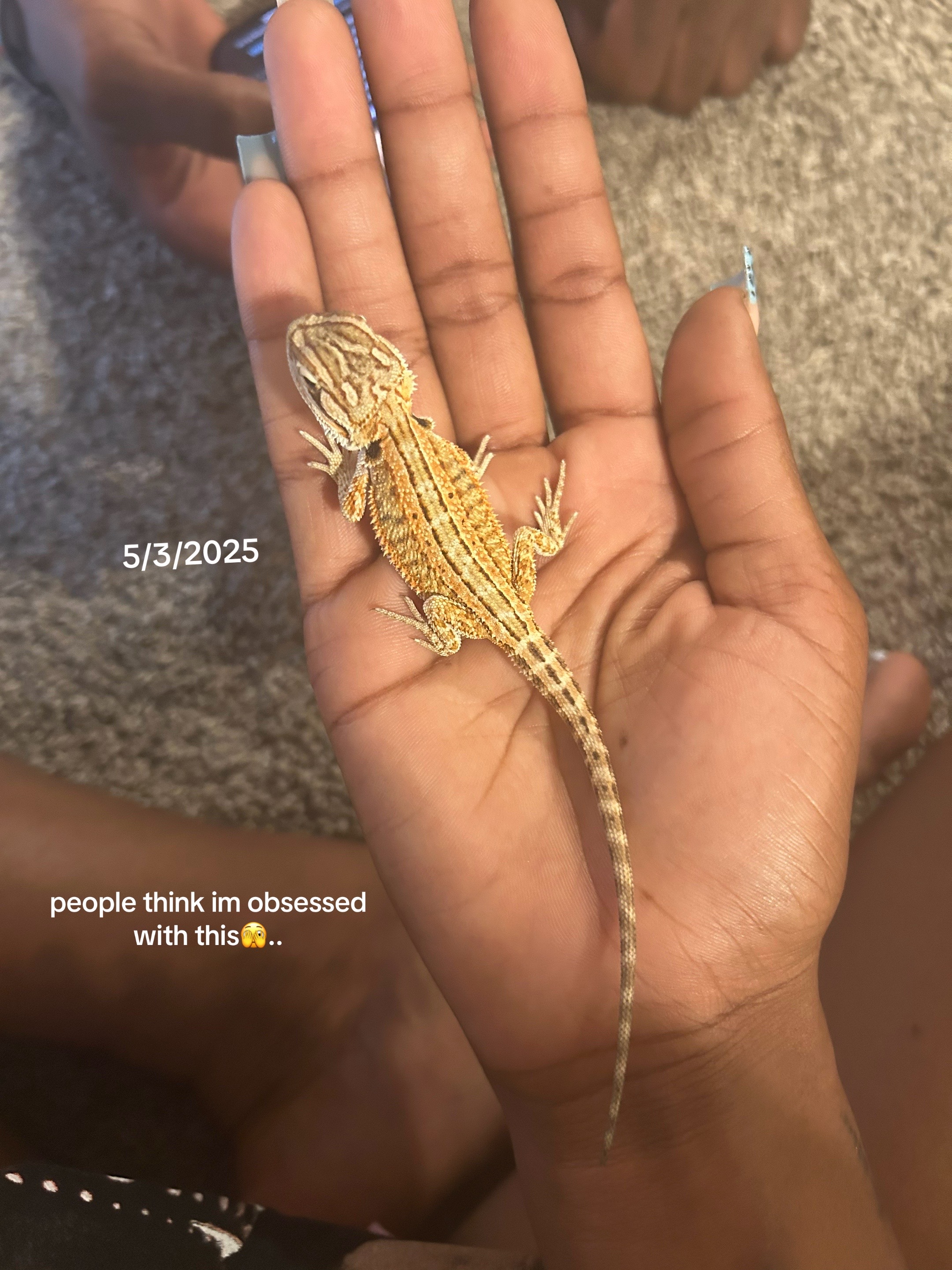 @Mezzy 🦎