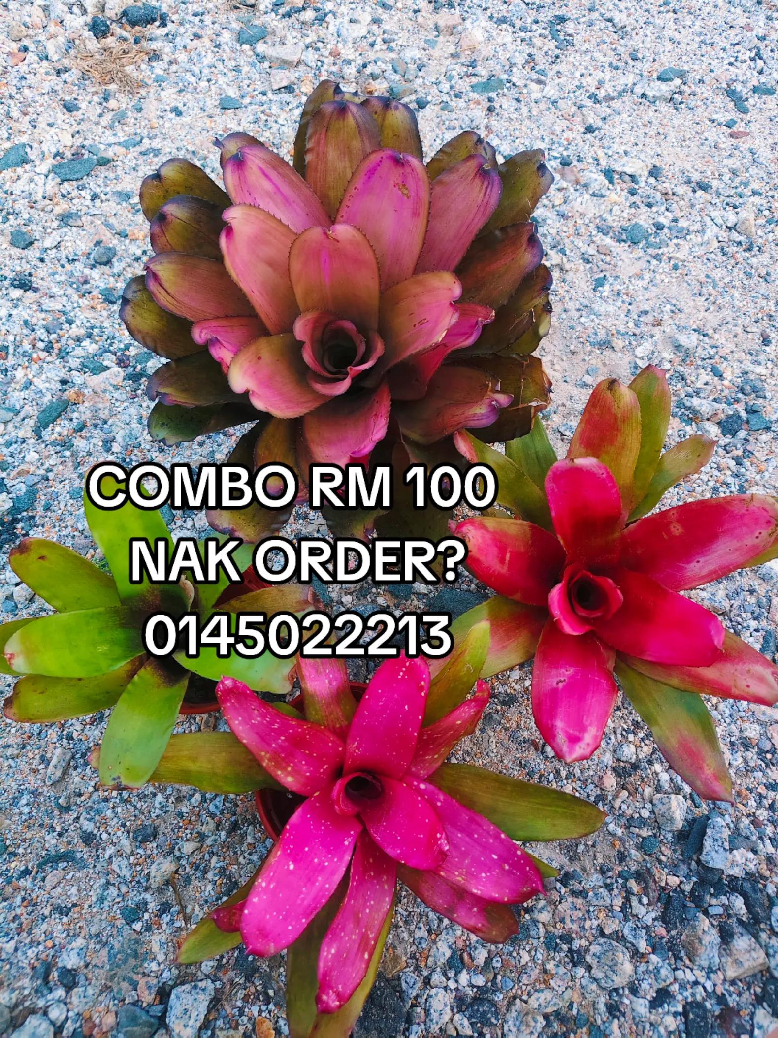 @MEKNA Garden