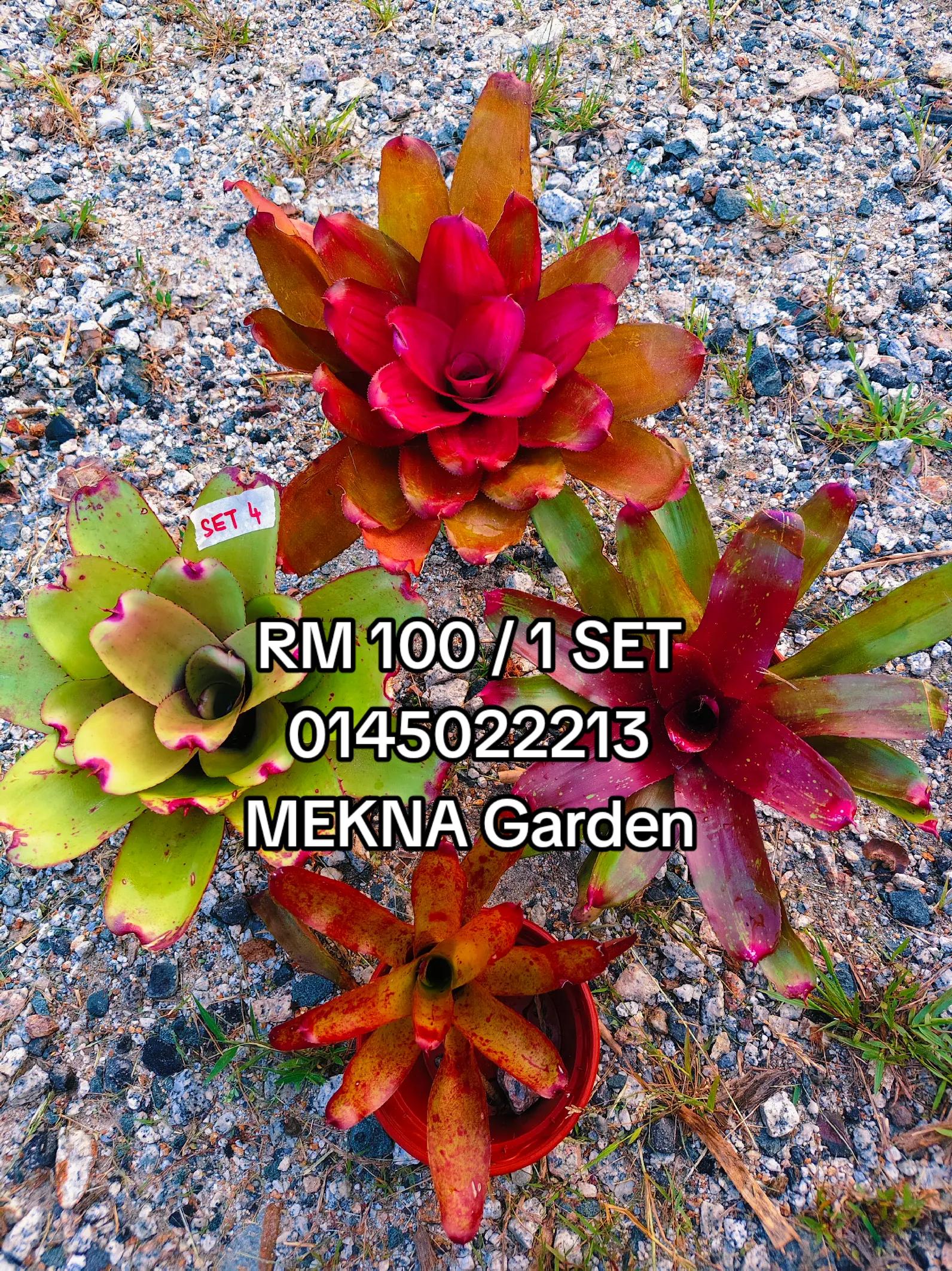 @MEKNA Garden