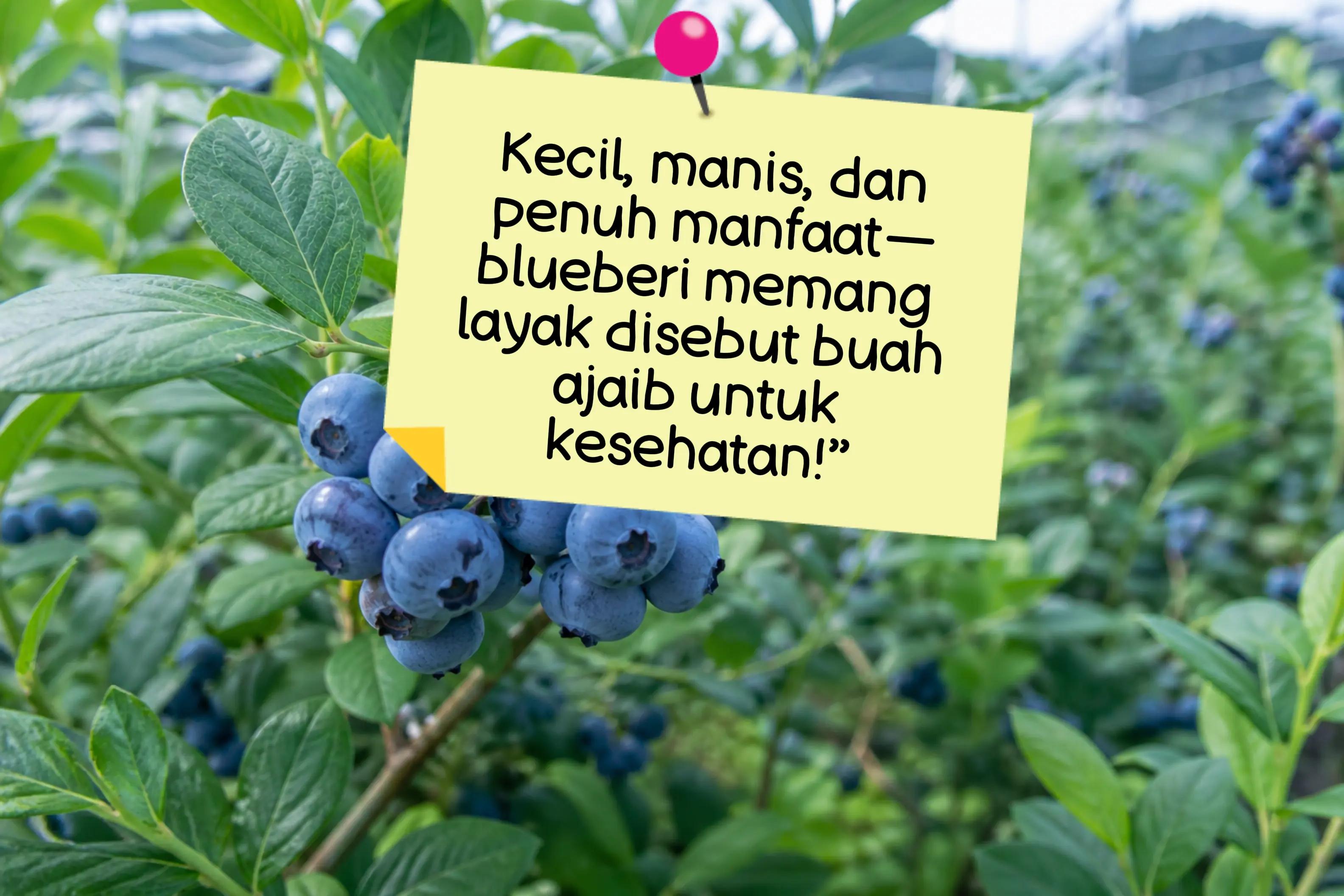 @alfamira