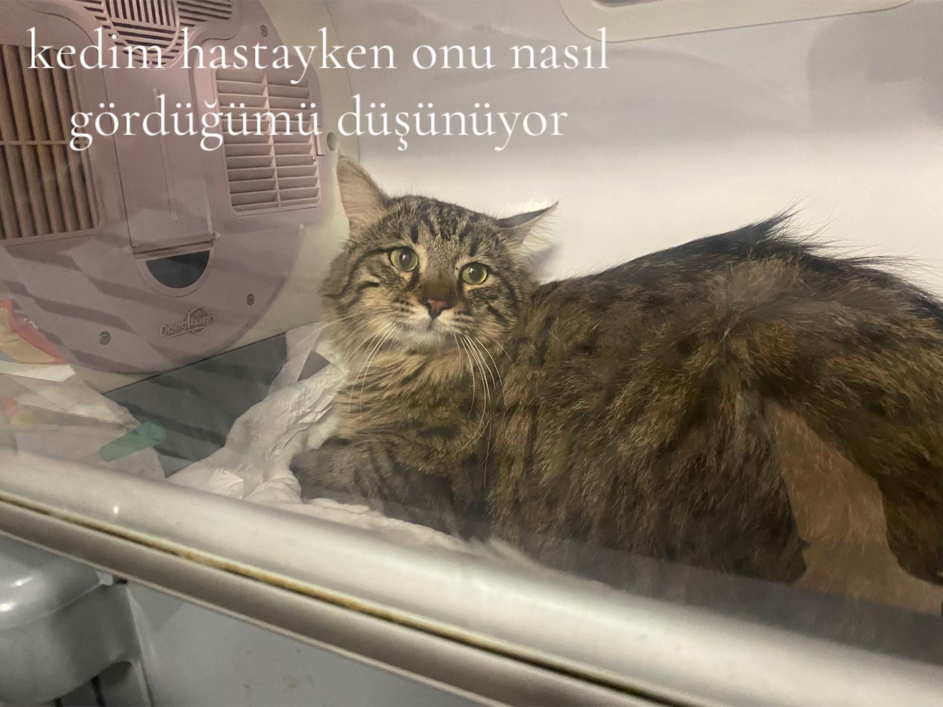 @plüton