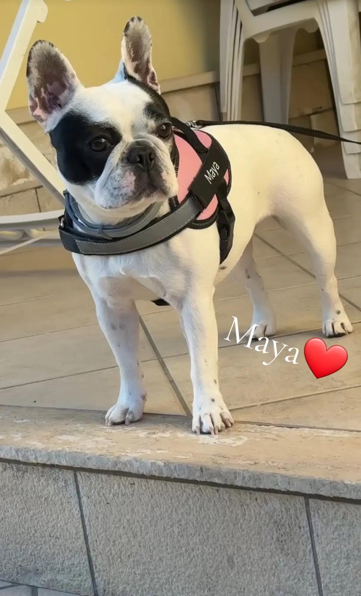 @Nelly🩷Maya🐶