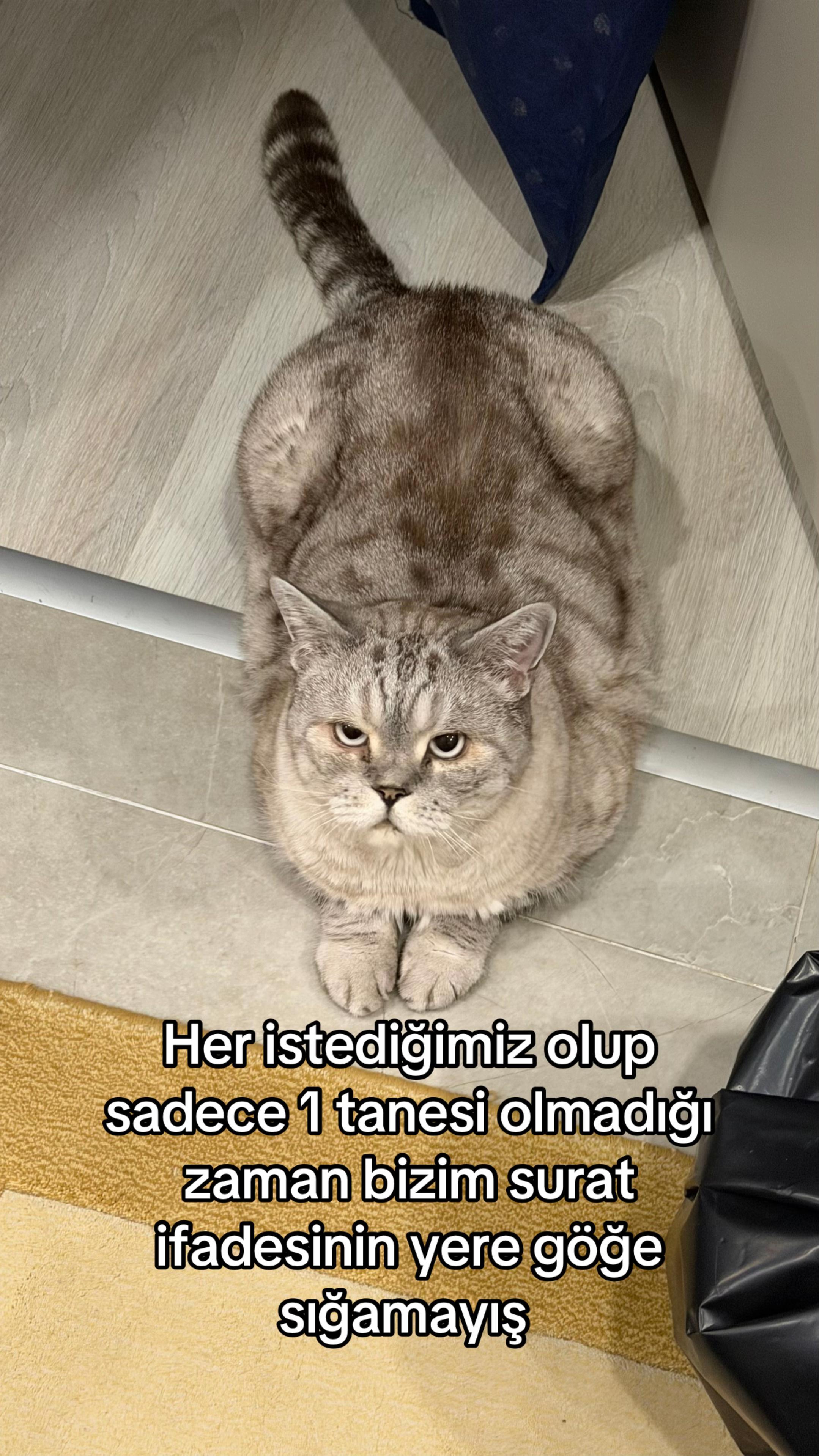 @✨ Simli Cübbe ✨