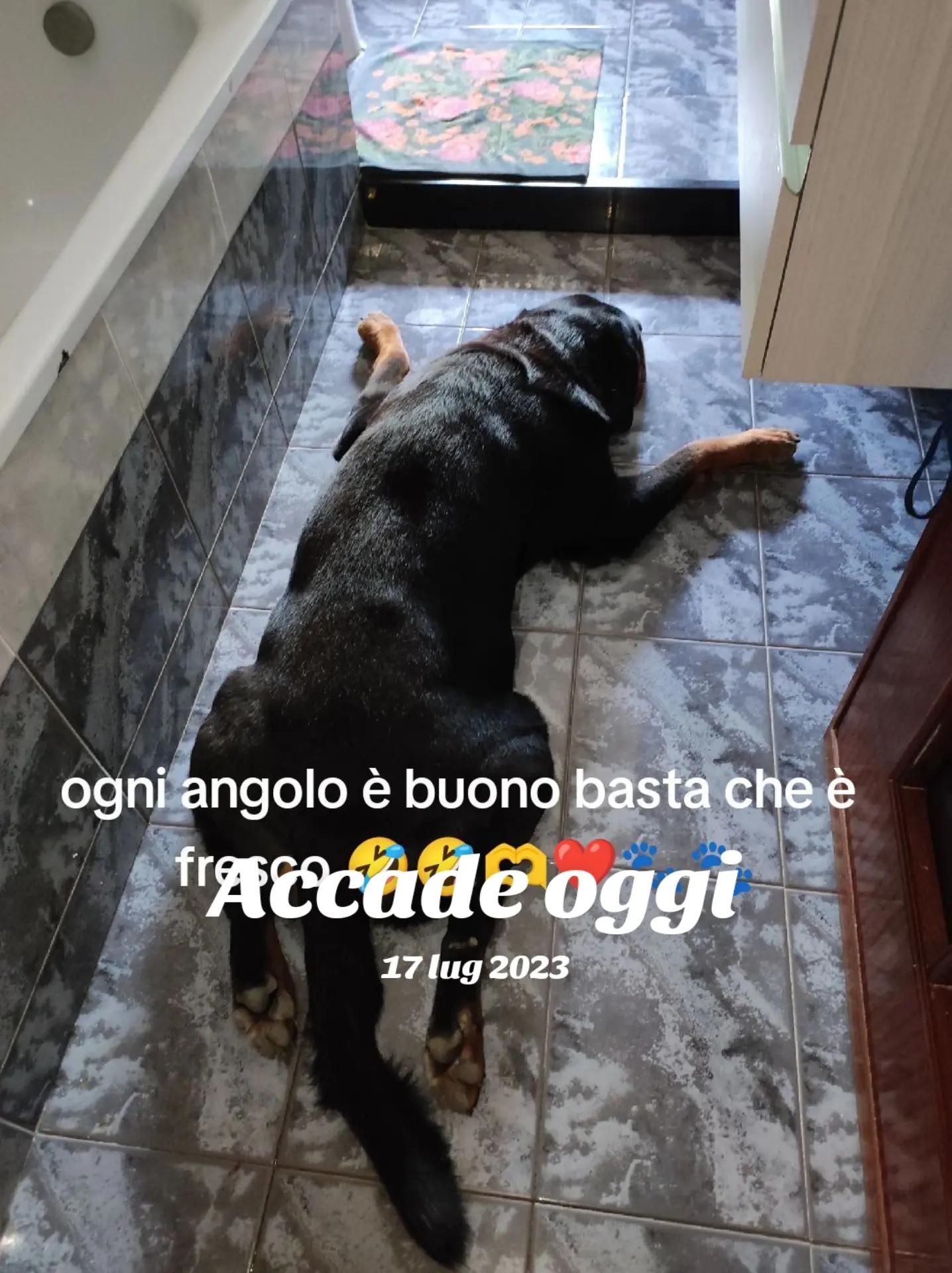 @la famiglia con i cani 🐾🥰