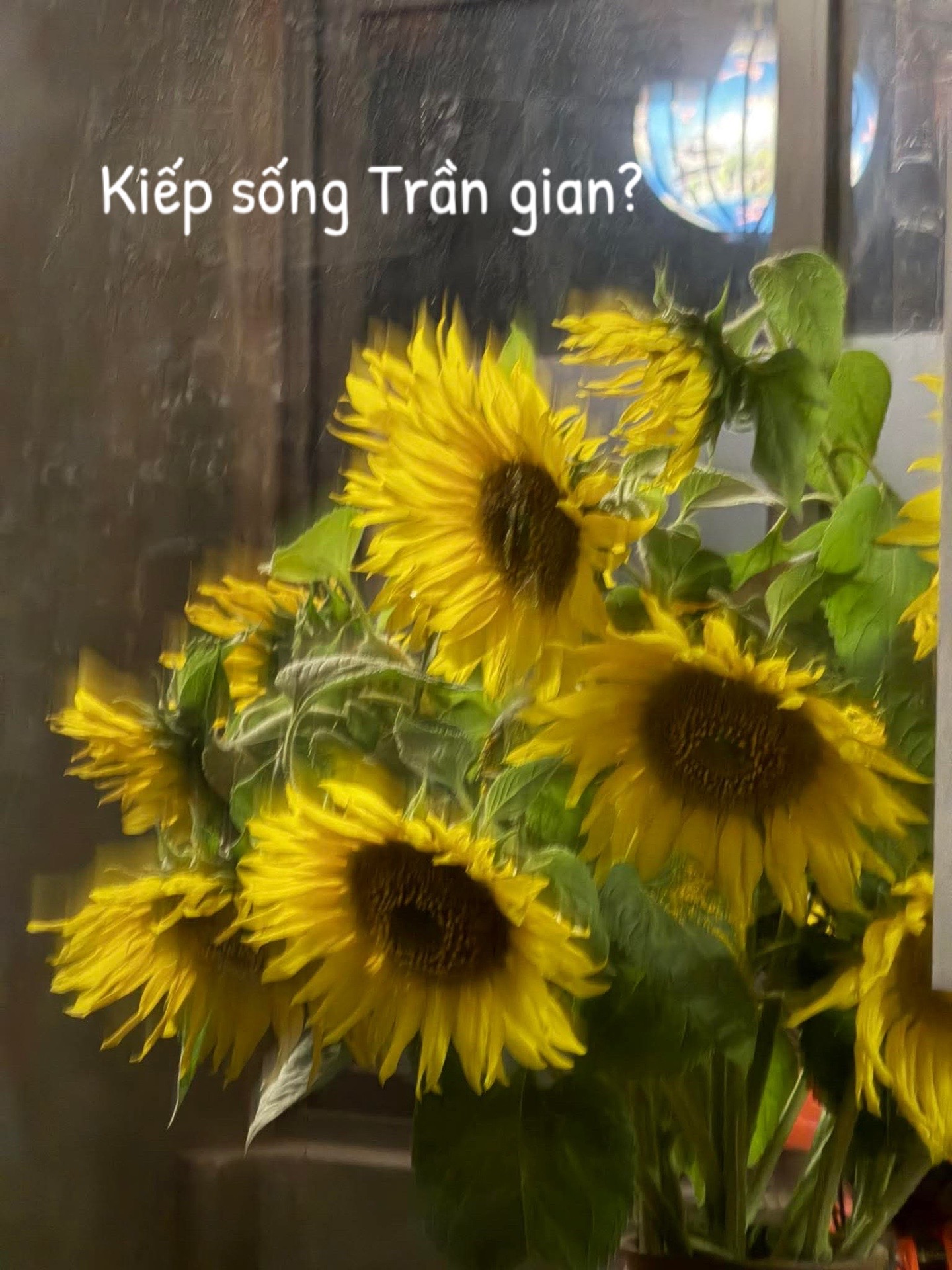 @Dươngg nò_🌻