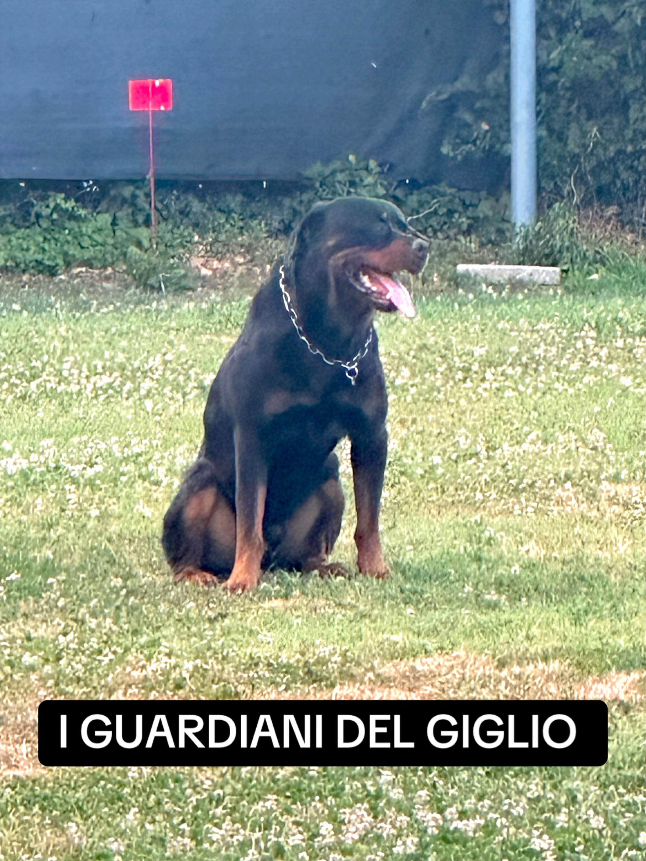 @I Guardiani Del Giglio-Rott