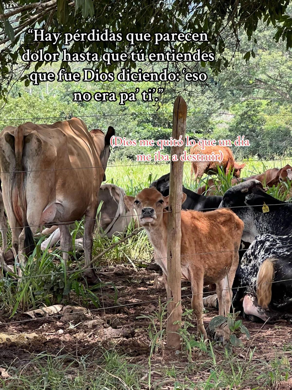 @MONTERIA MEME