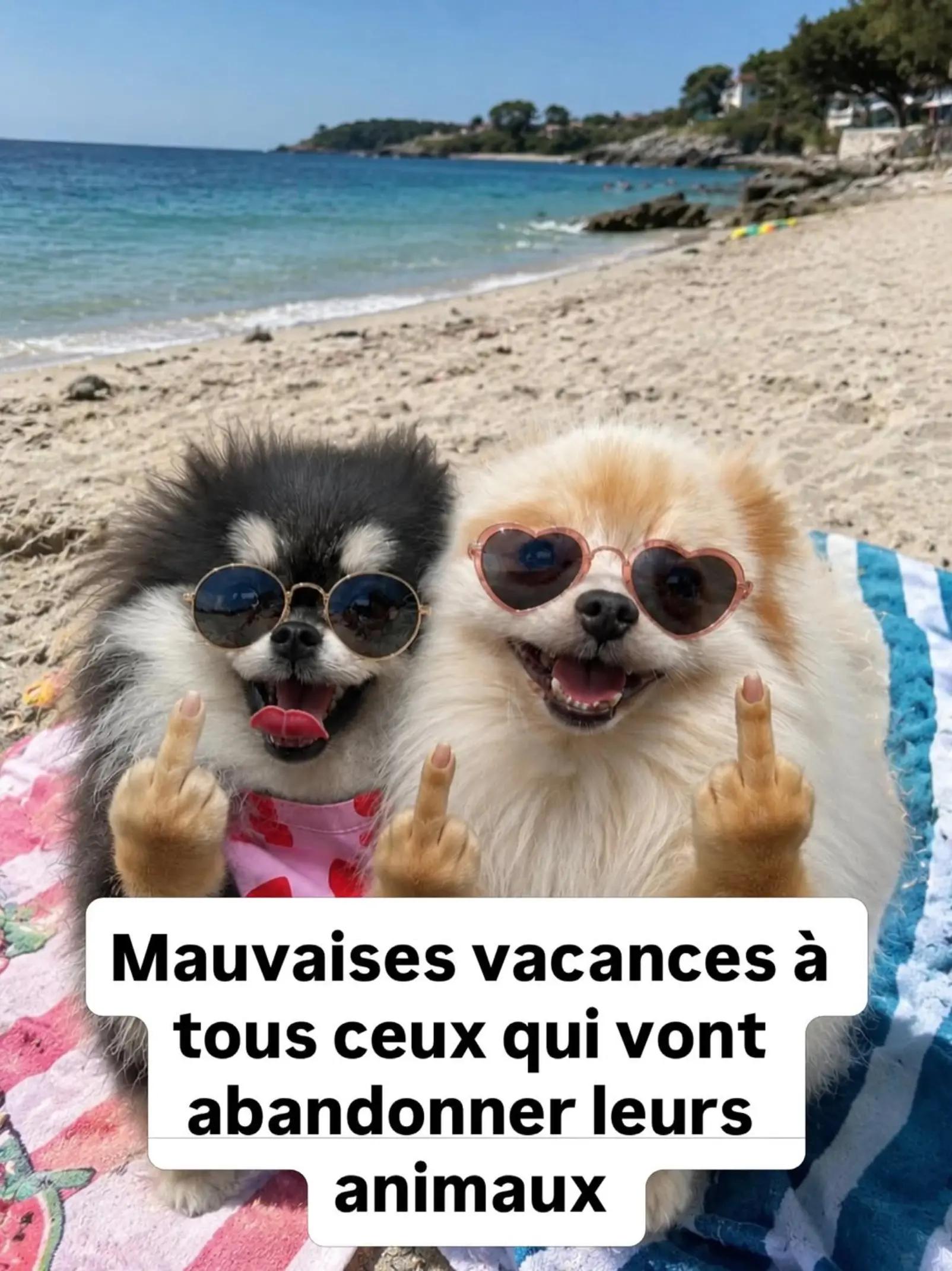 @MCMia🇫🇷