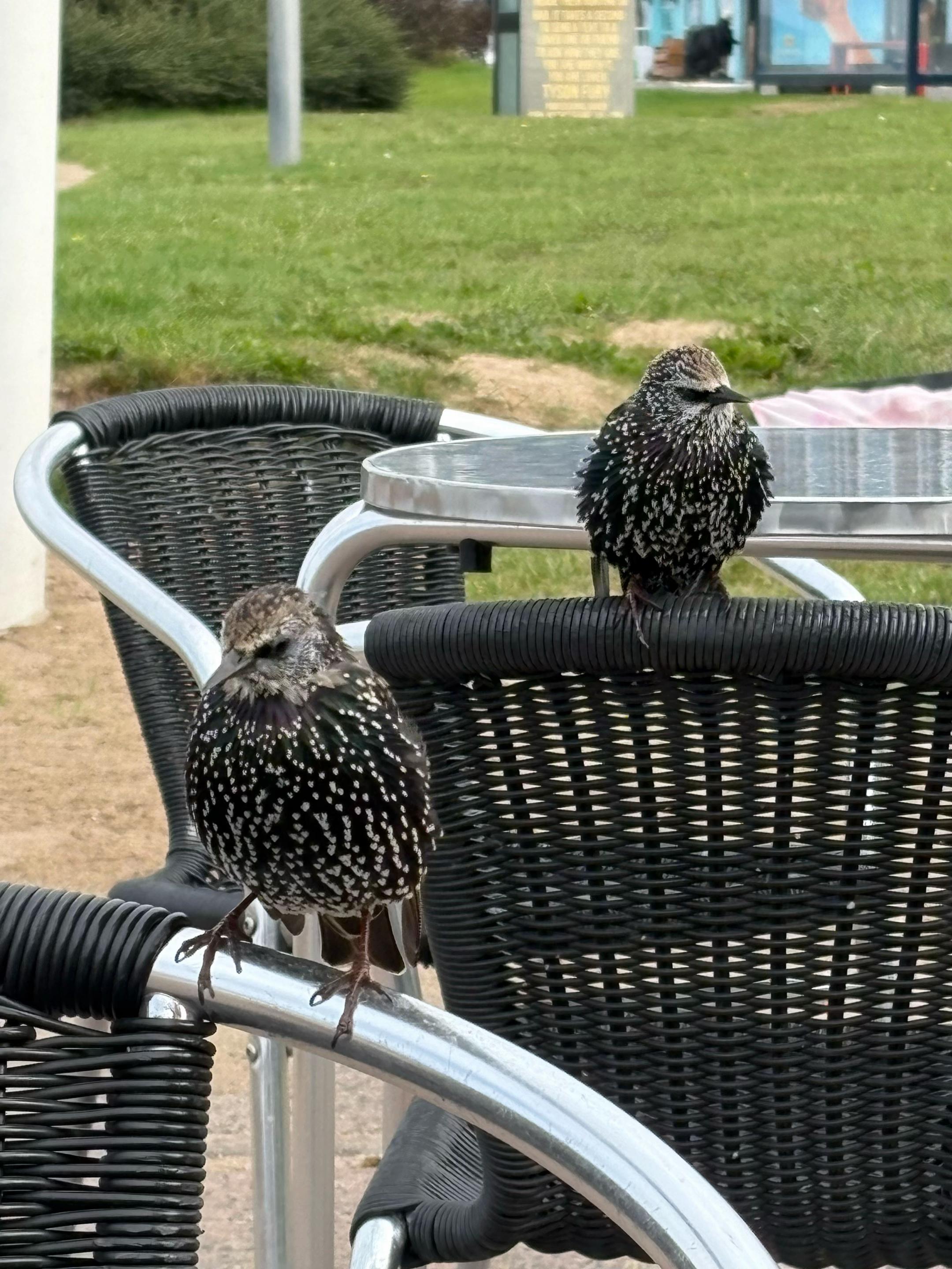 @🐦⬛ A Hoot 🐦⬛