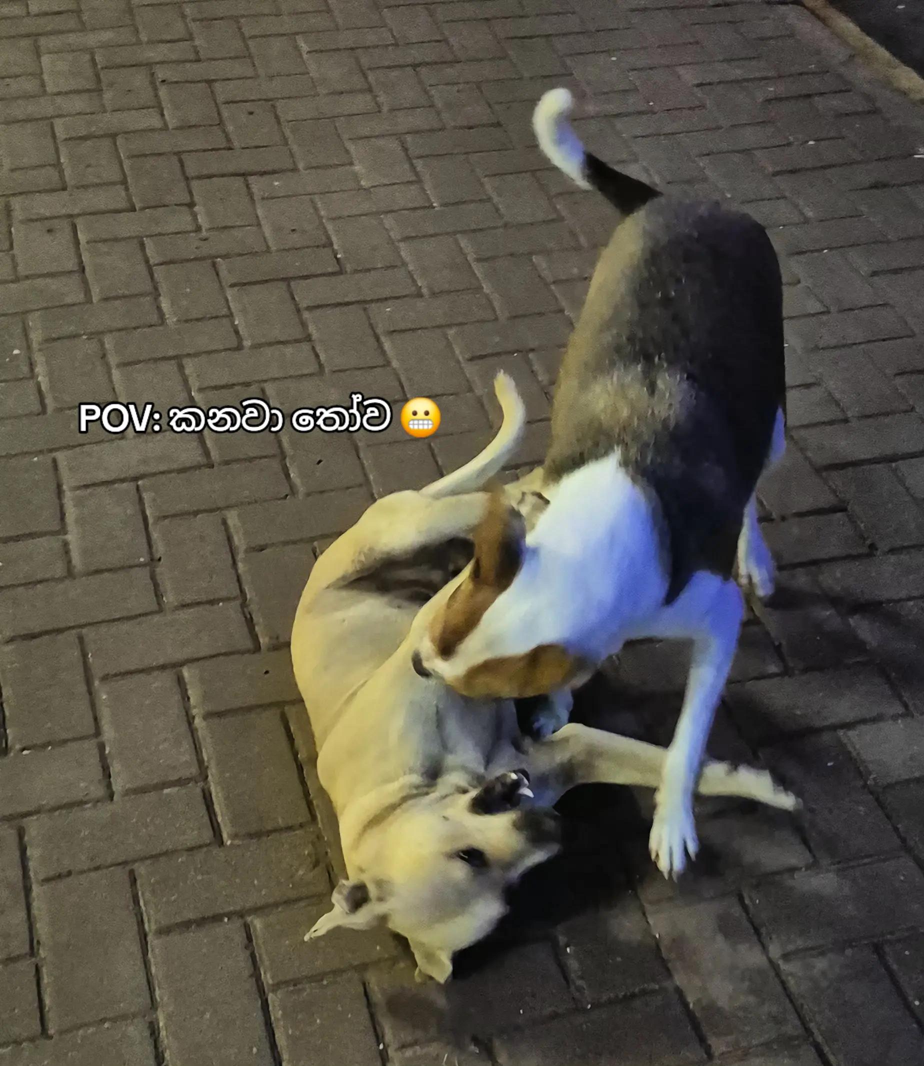 @ＡｓＨ_ｐｅｒｅｒａ