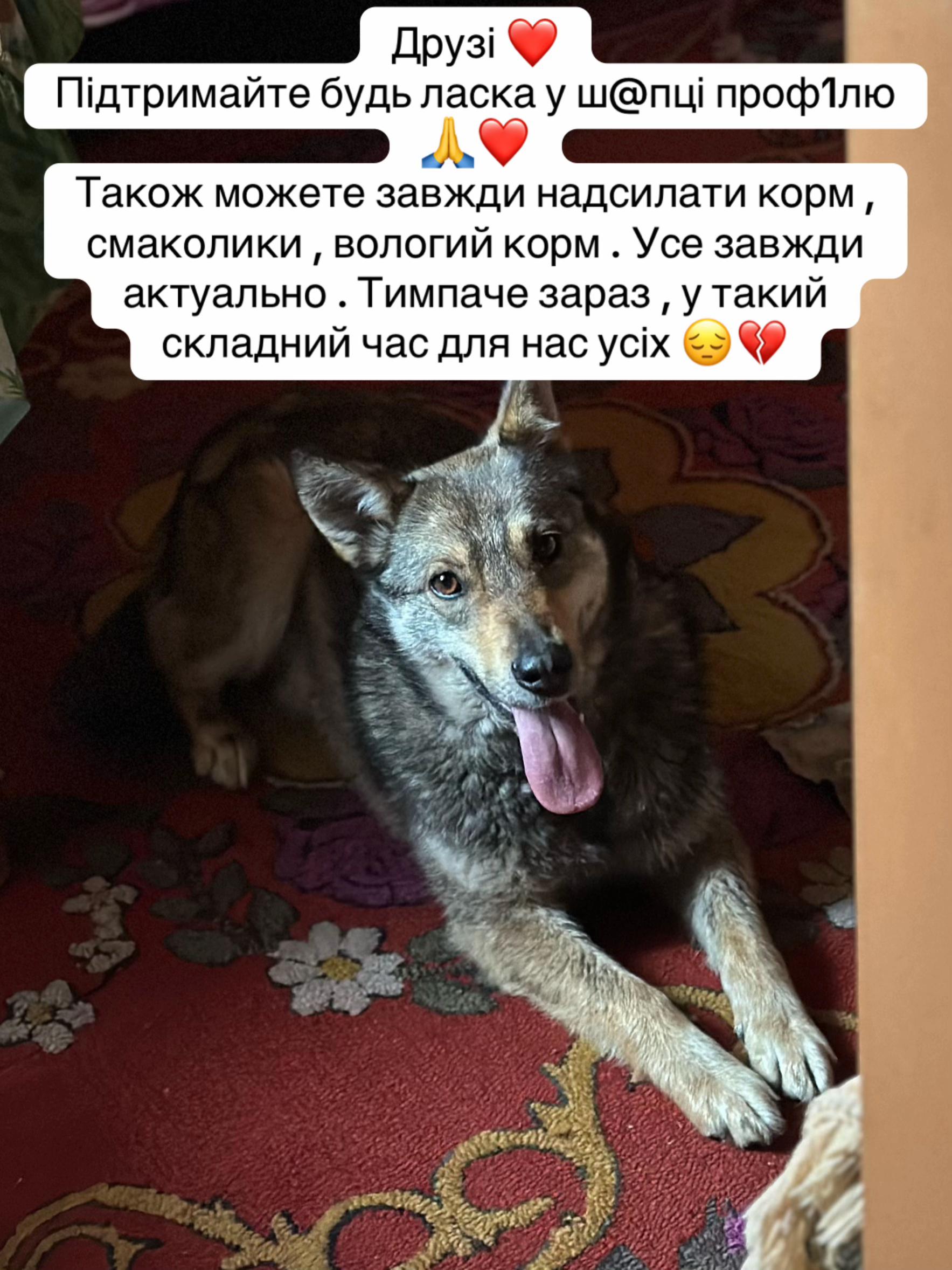 @tanya.help.animal