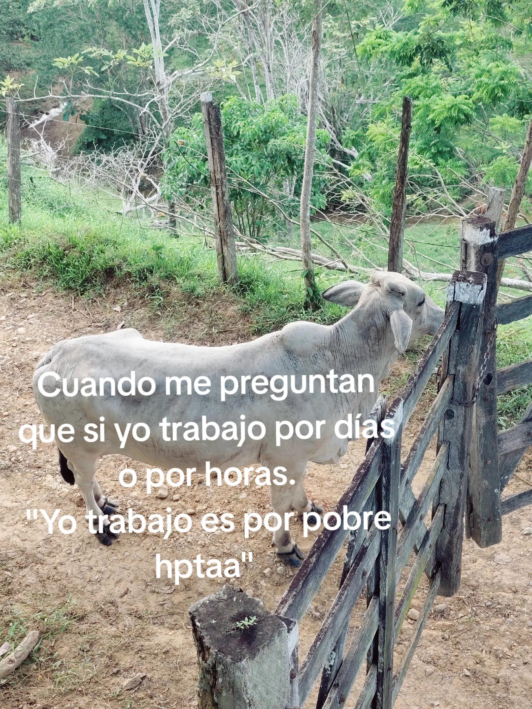@Andrés Narváez Yanez