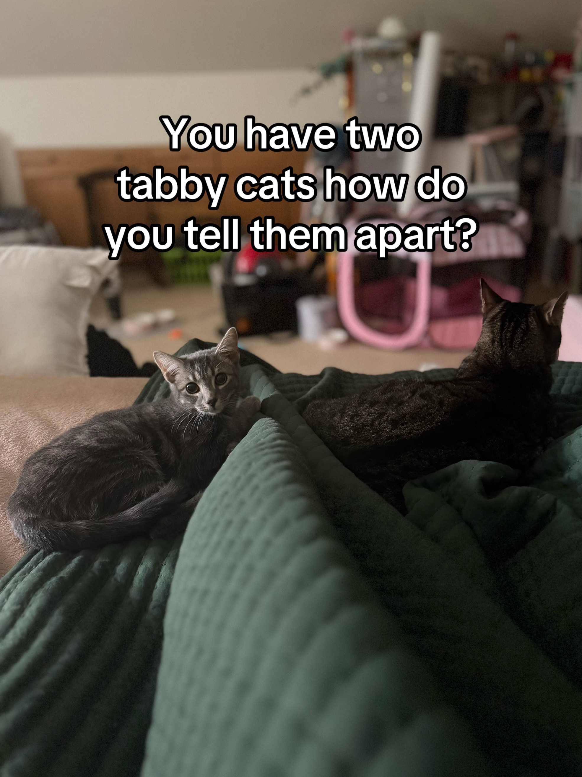 @KittyUsurper