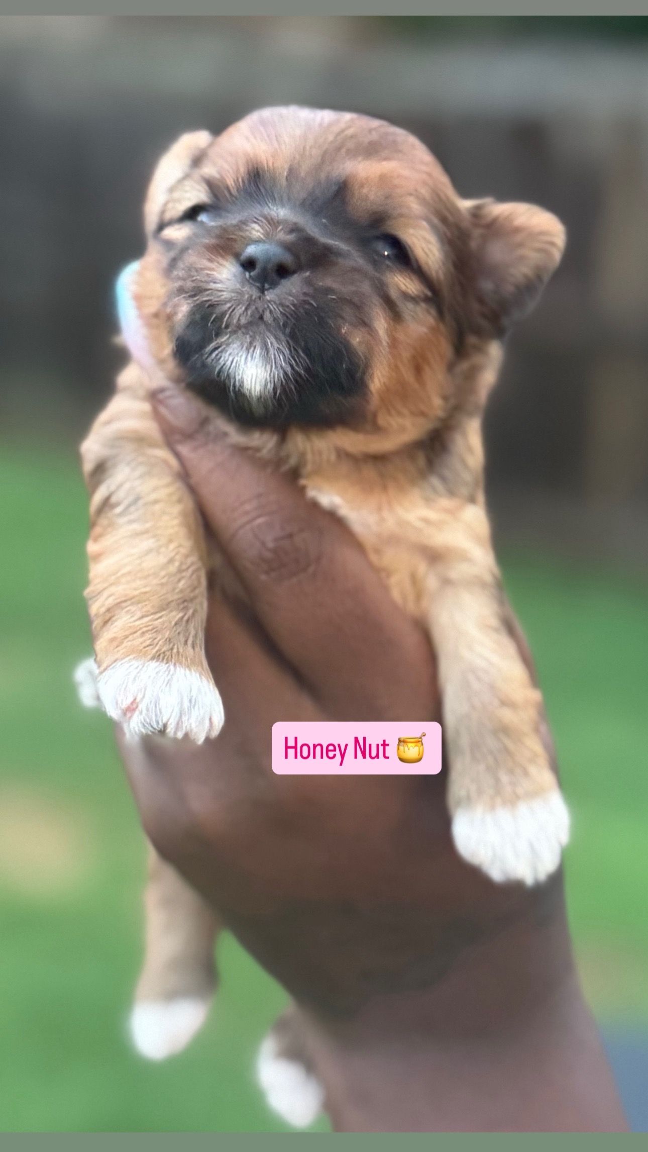 @Yorkies Of Atlanta