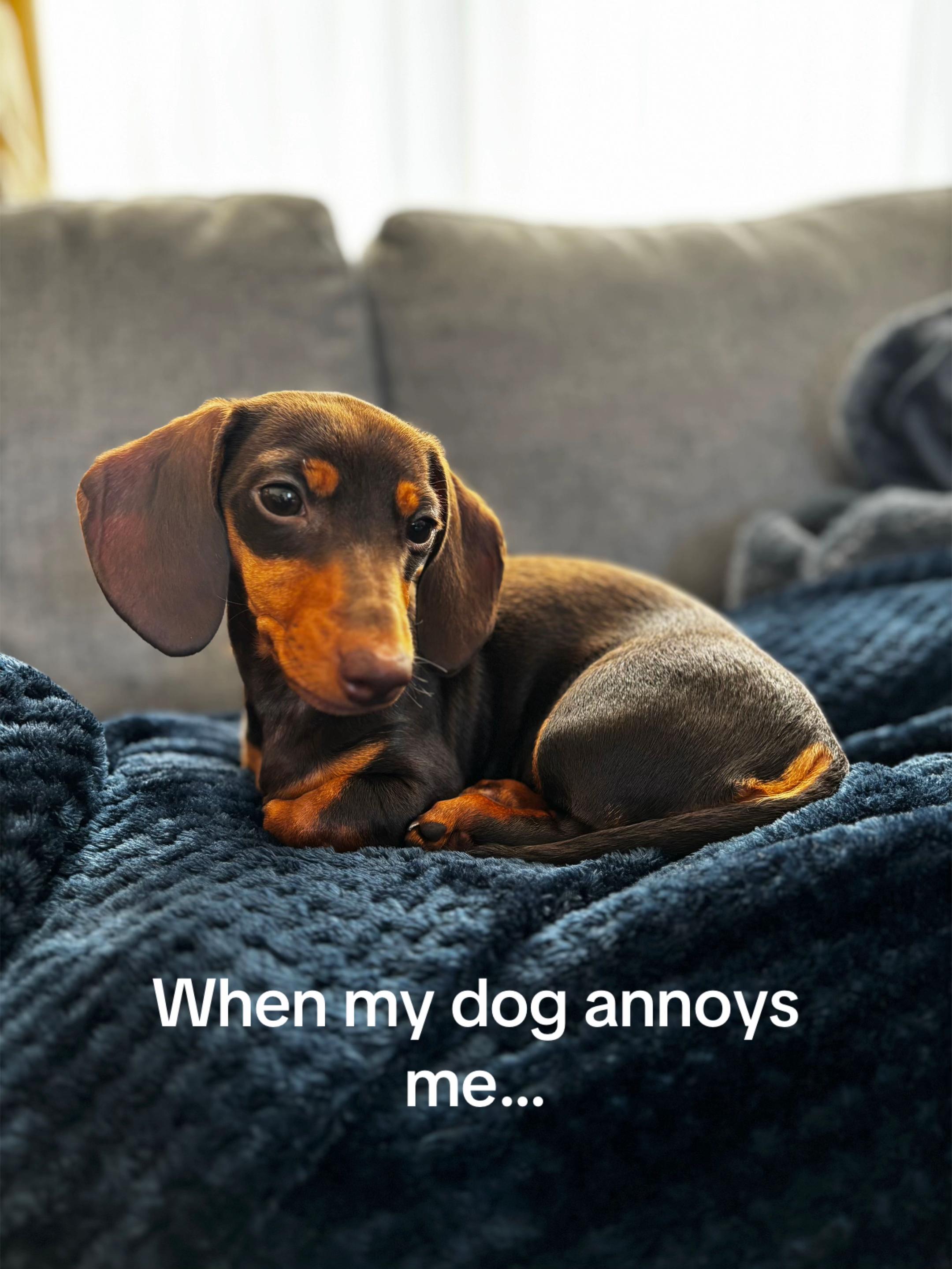 @BellaLongDog